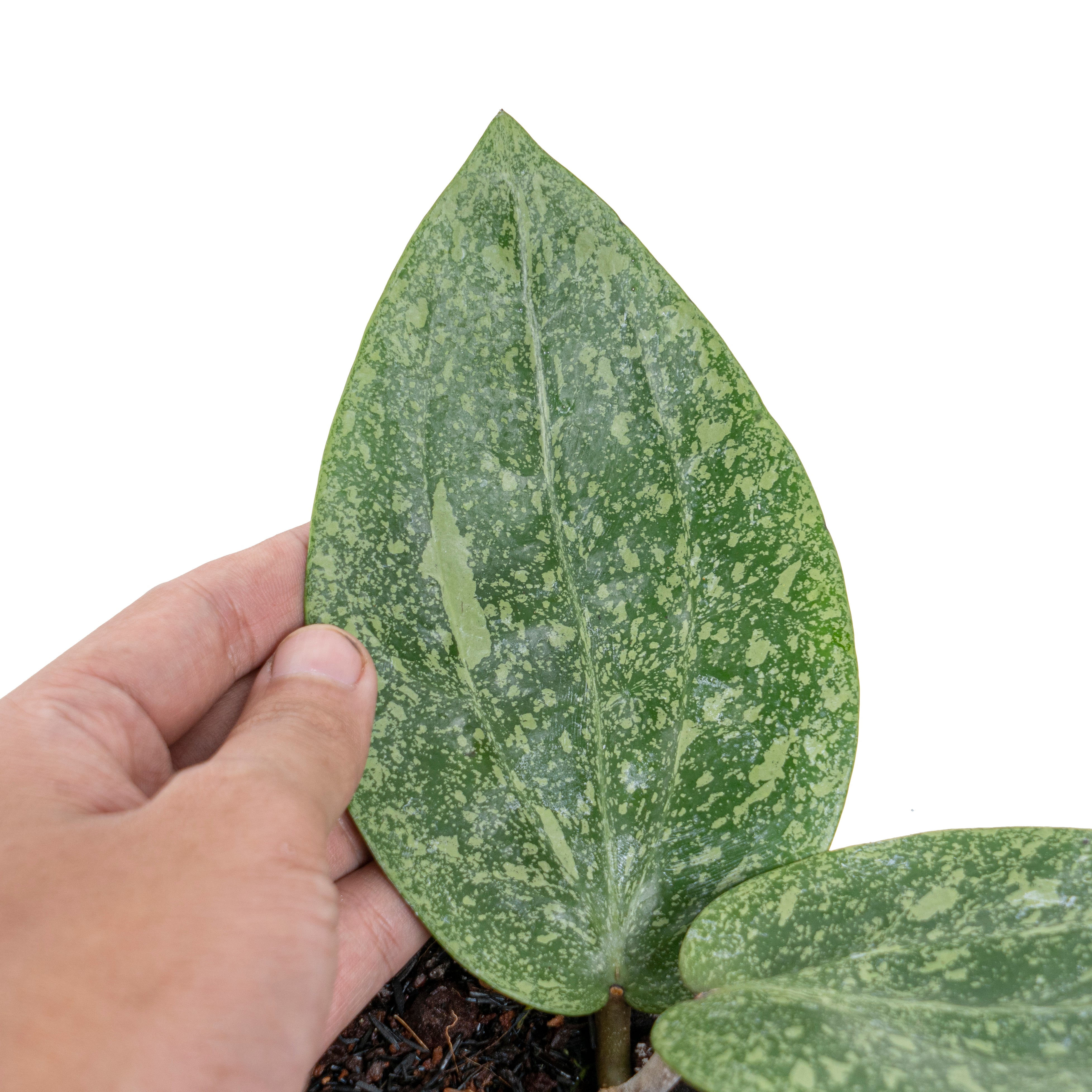 Hoya glabra splash (YiP)
