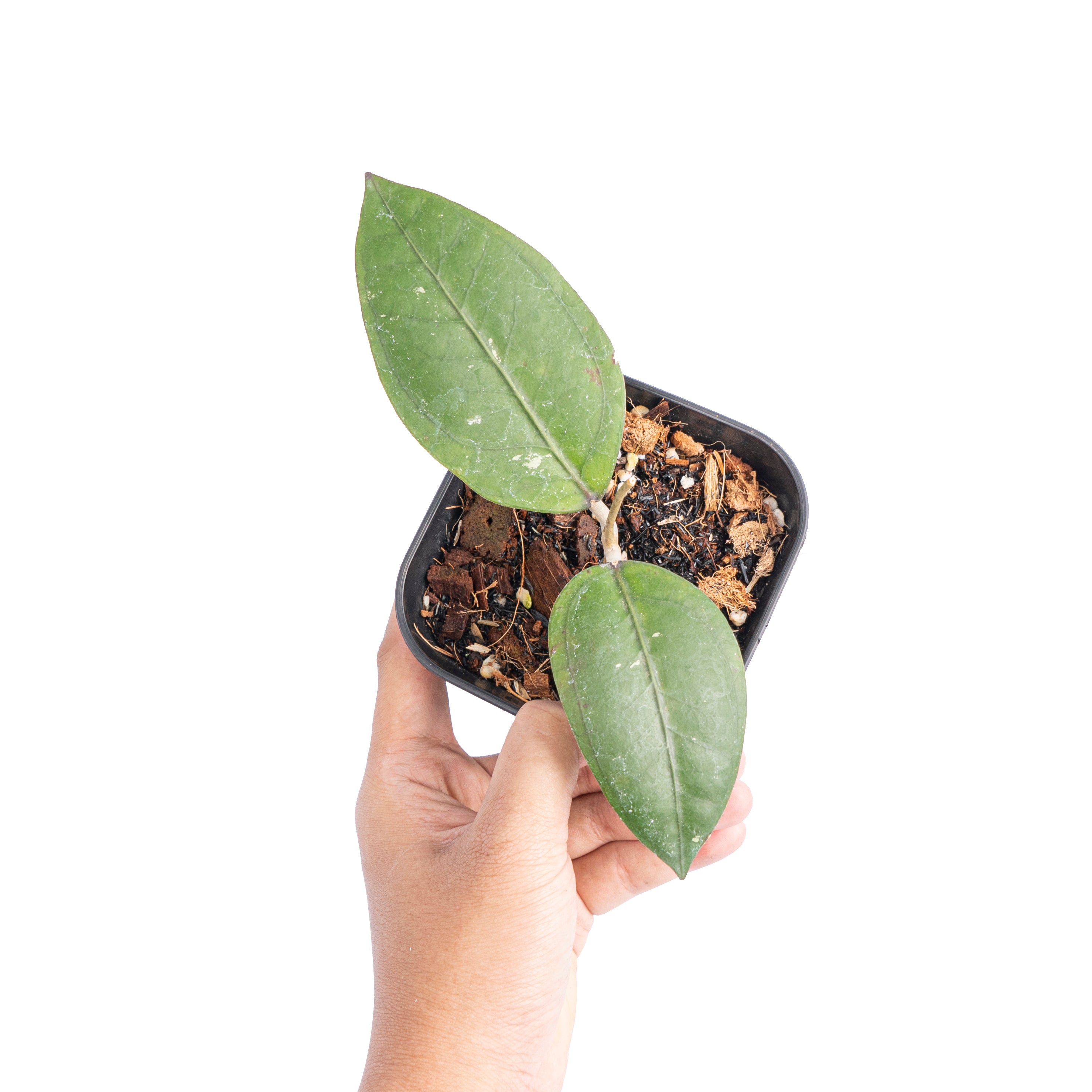 Hoya gomas Sp Aceh - Aroidmarket