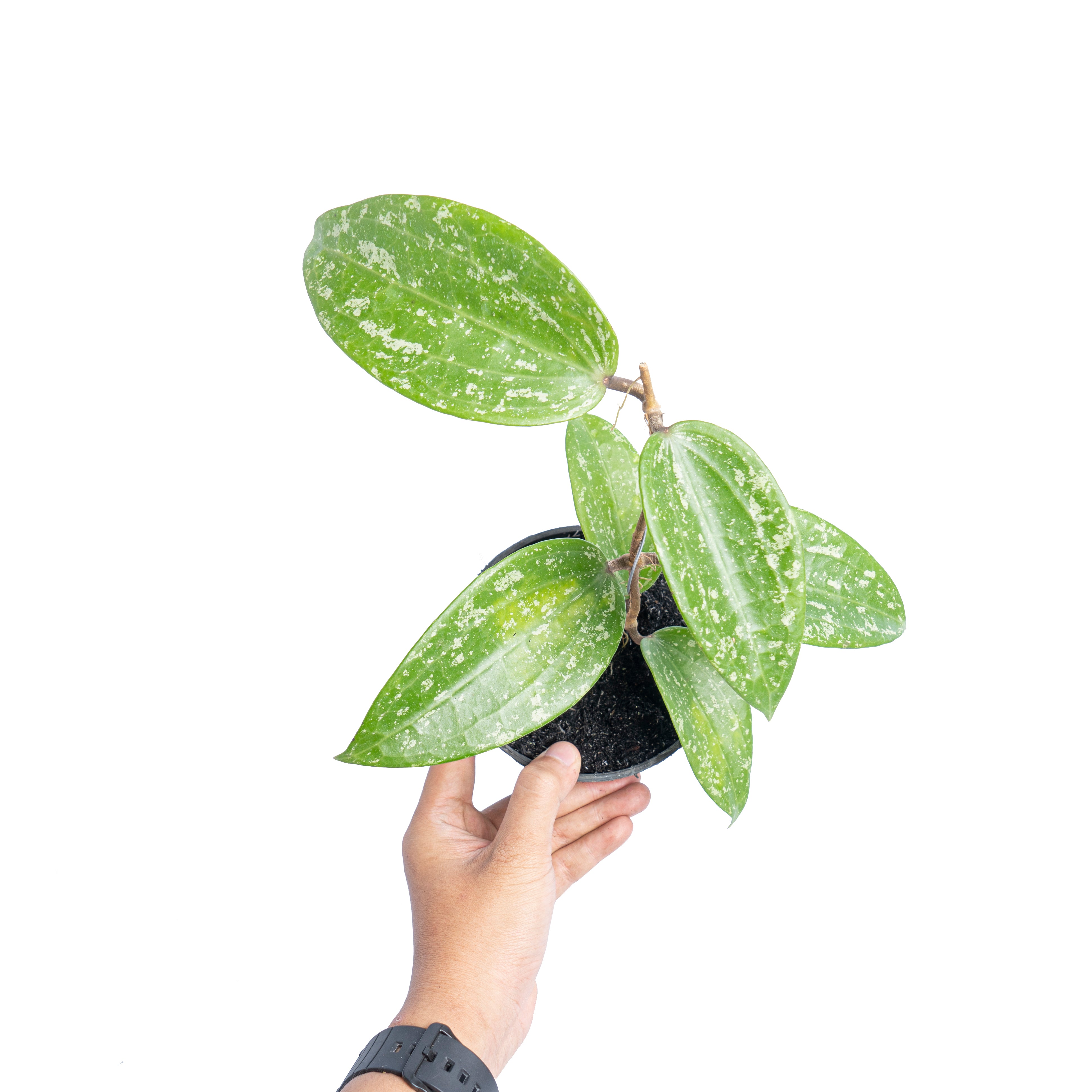 Hoya macrophylla splash - Aroidmarket