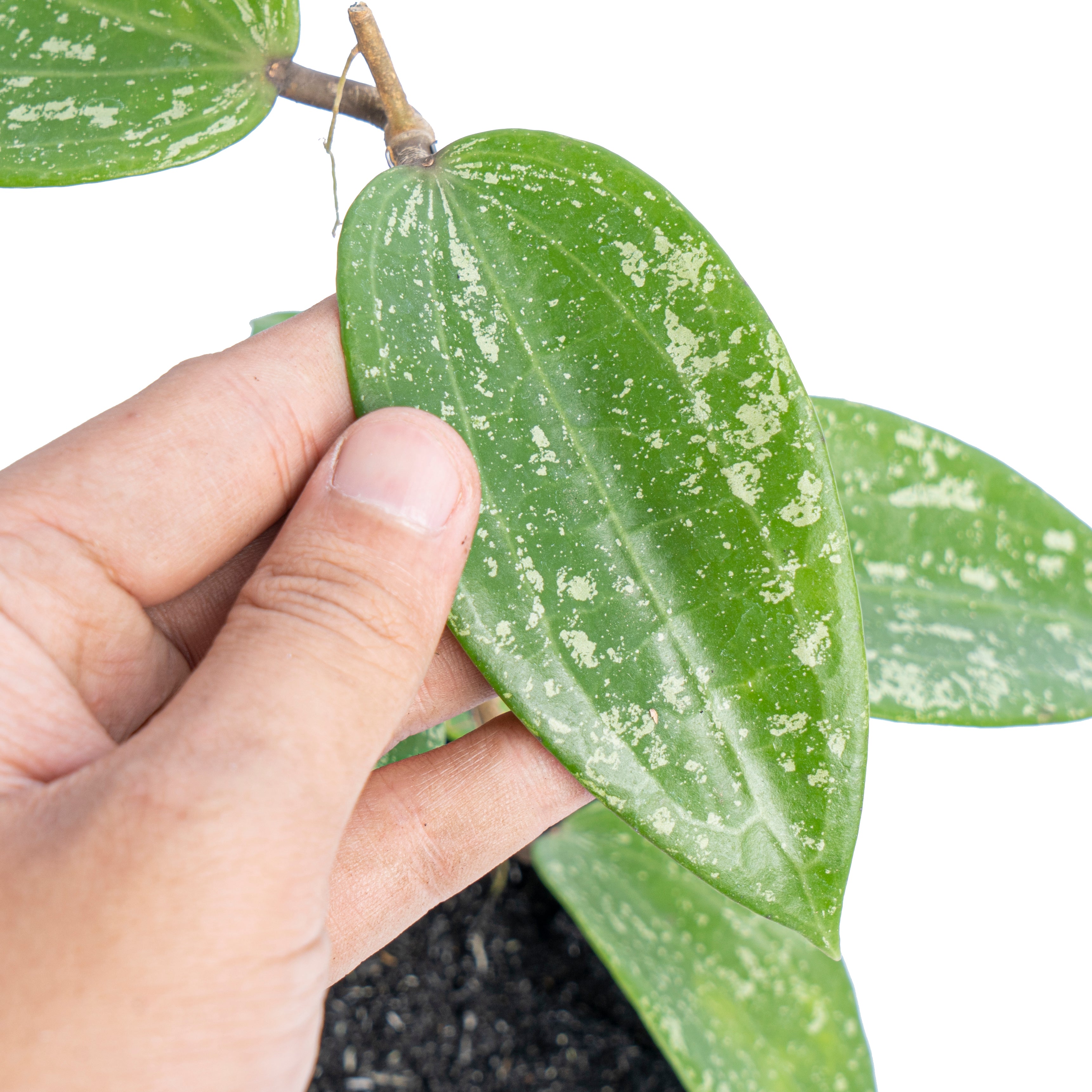 Hoya macrophylla splash - Aroidmarket
