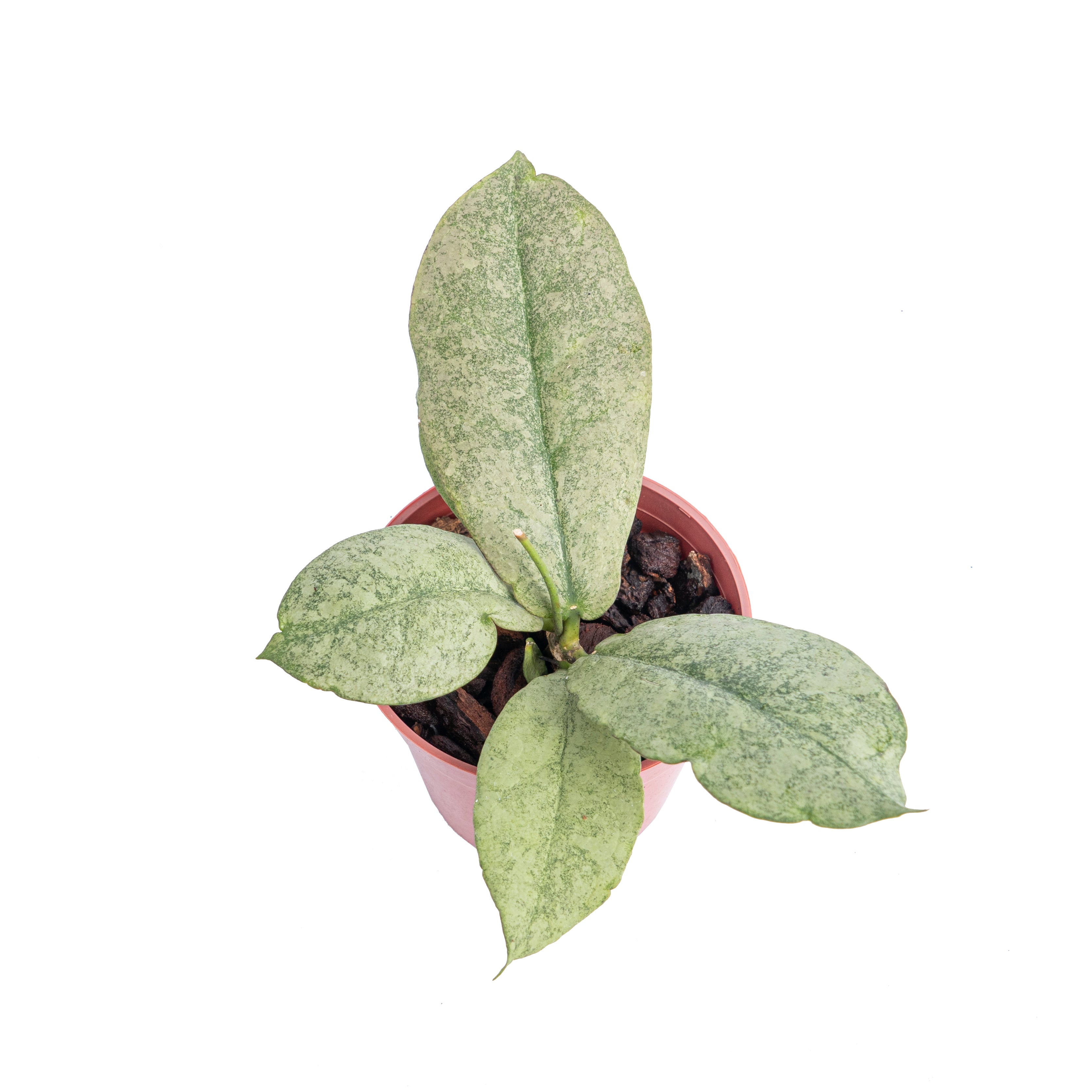 Hoya mitrata silver - Aroidmarket