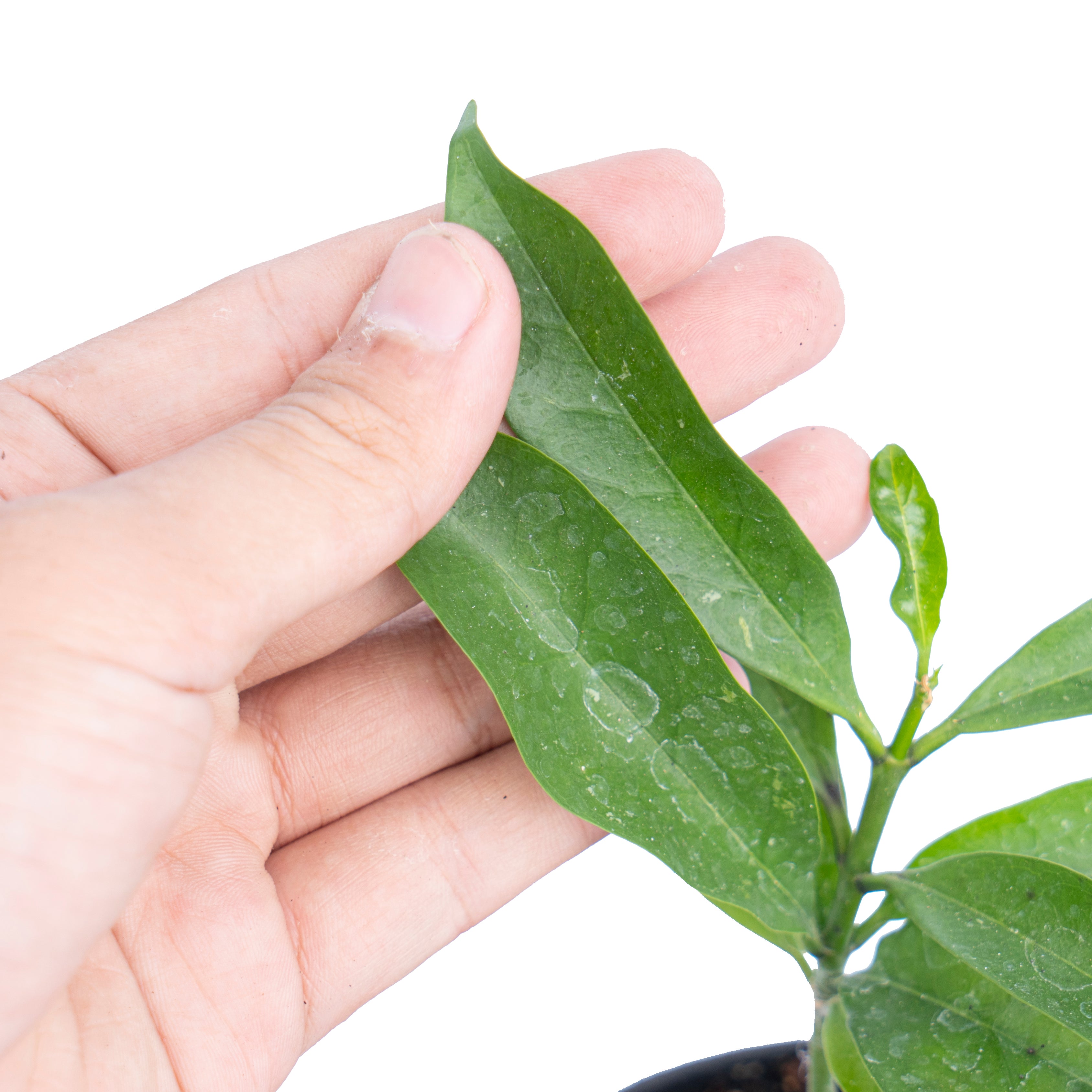 Hoya occultata