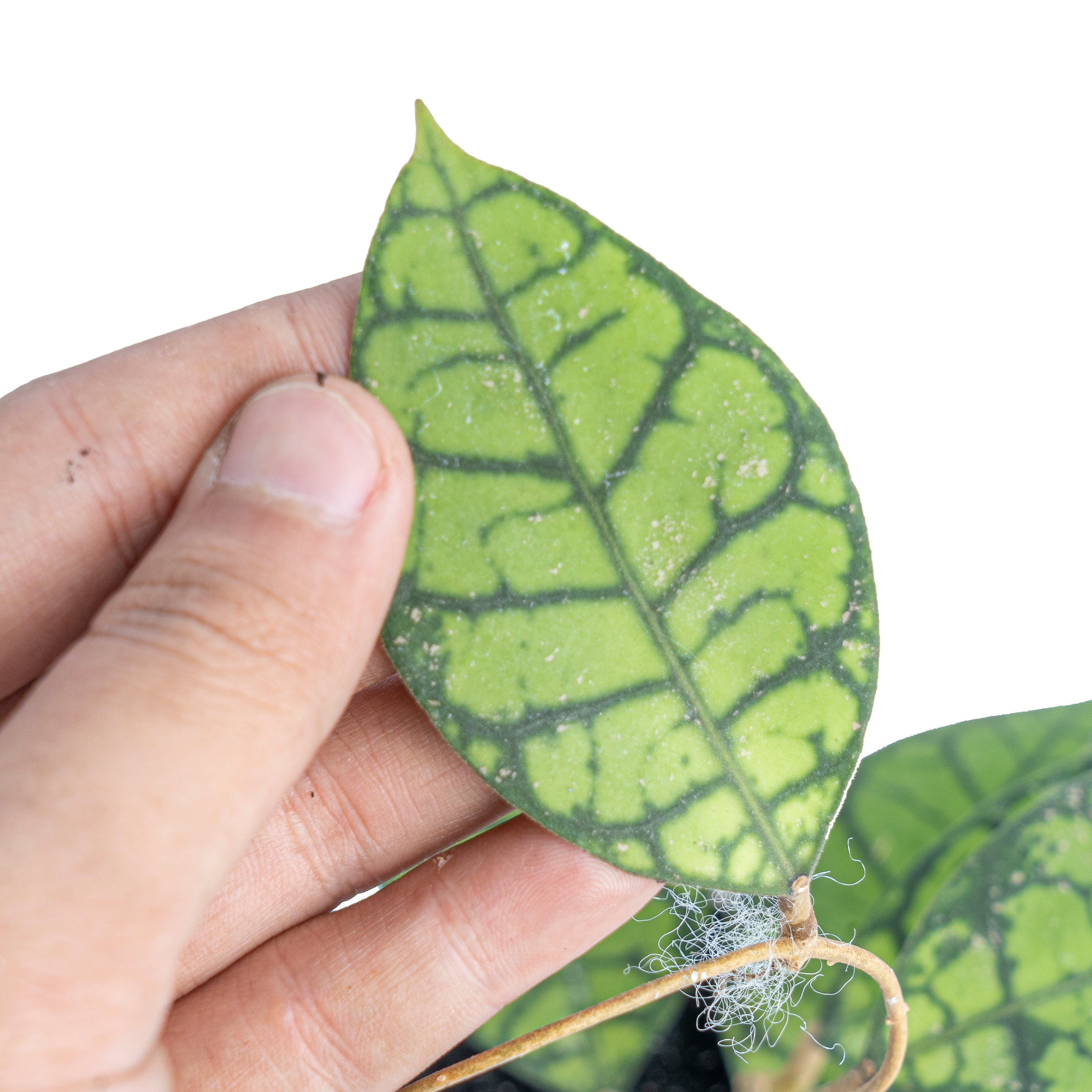 Hoya ranauensis