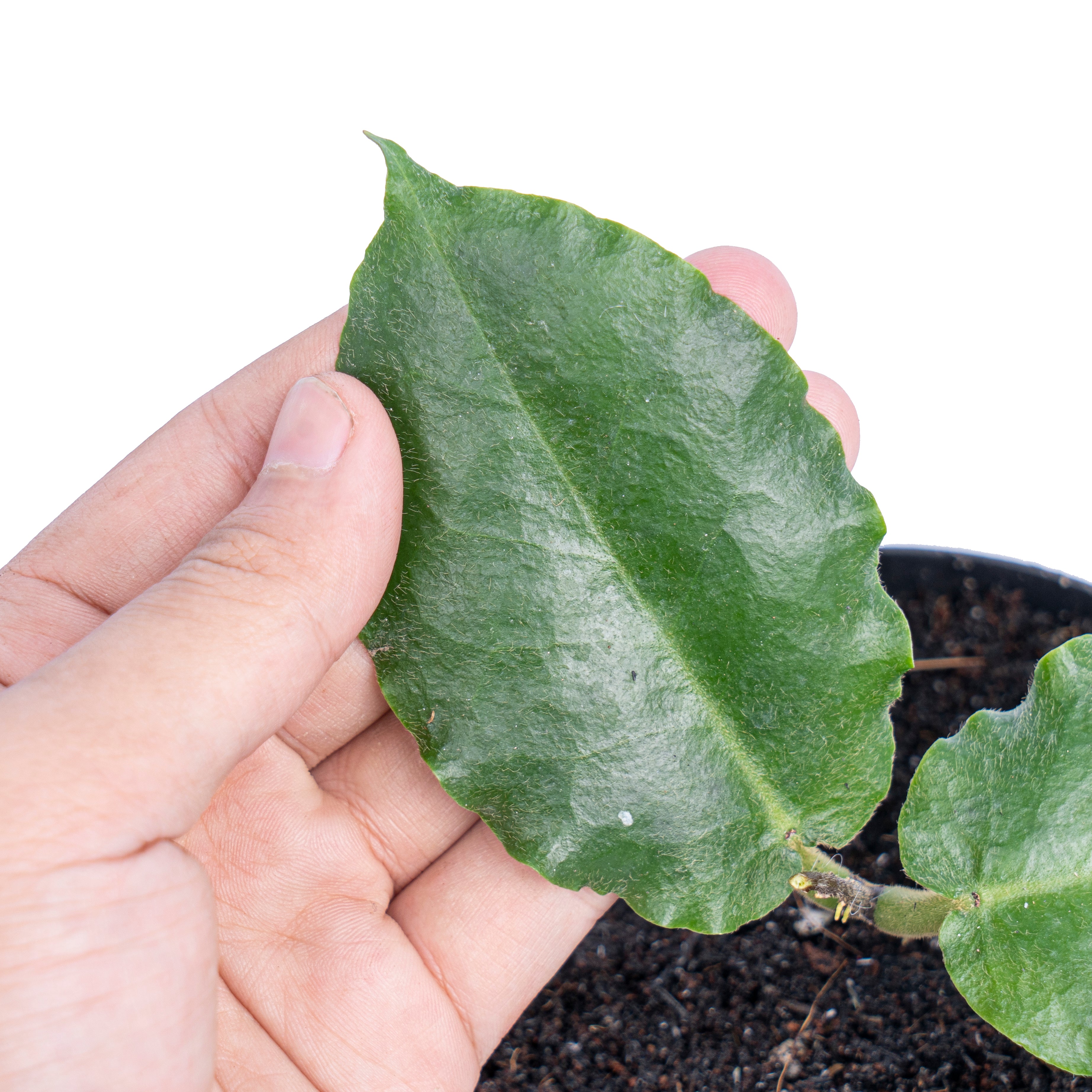 Hoya verstegii - Aroidmarket