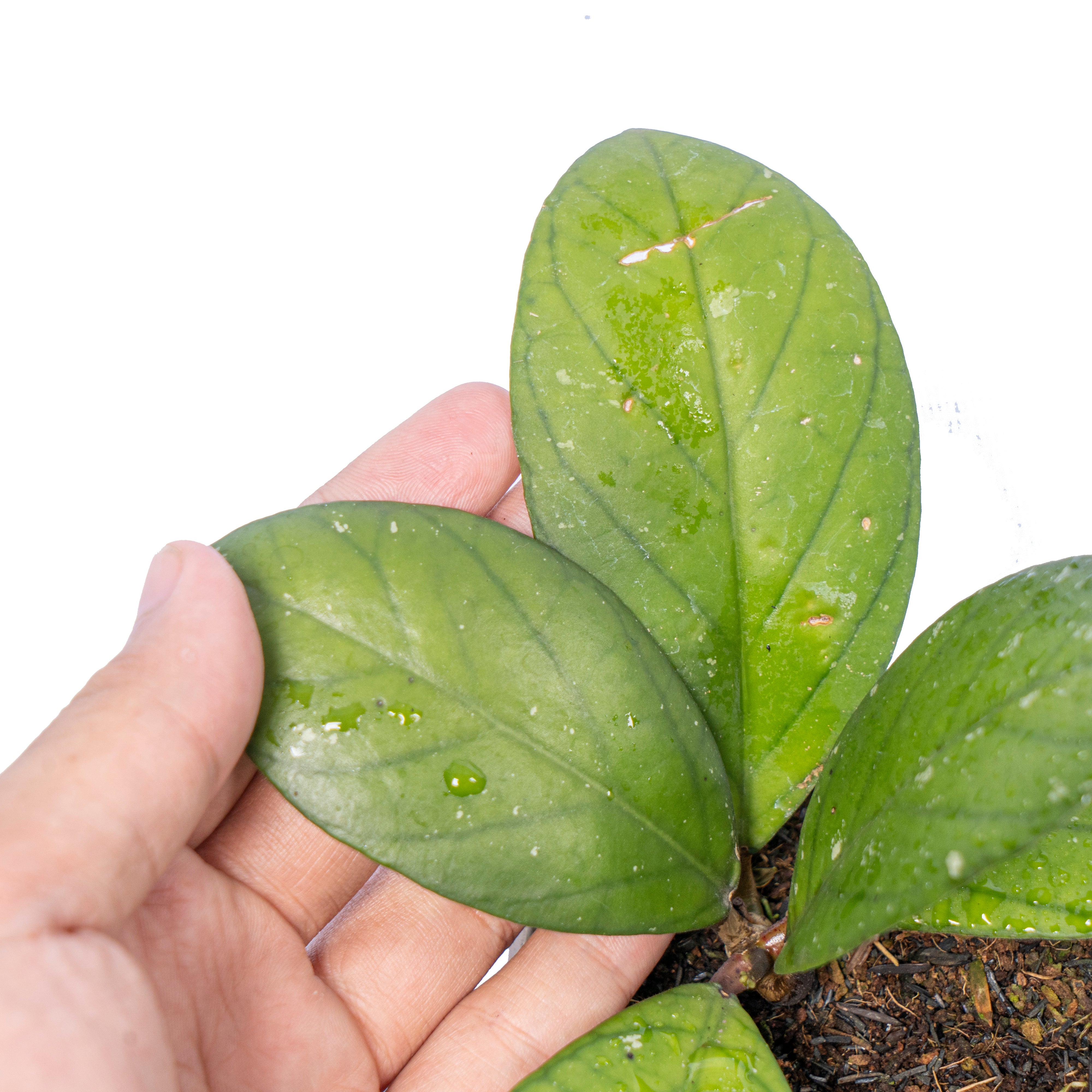 Hoya vitteliniodes Sp sumatera