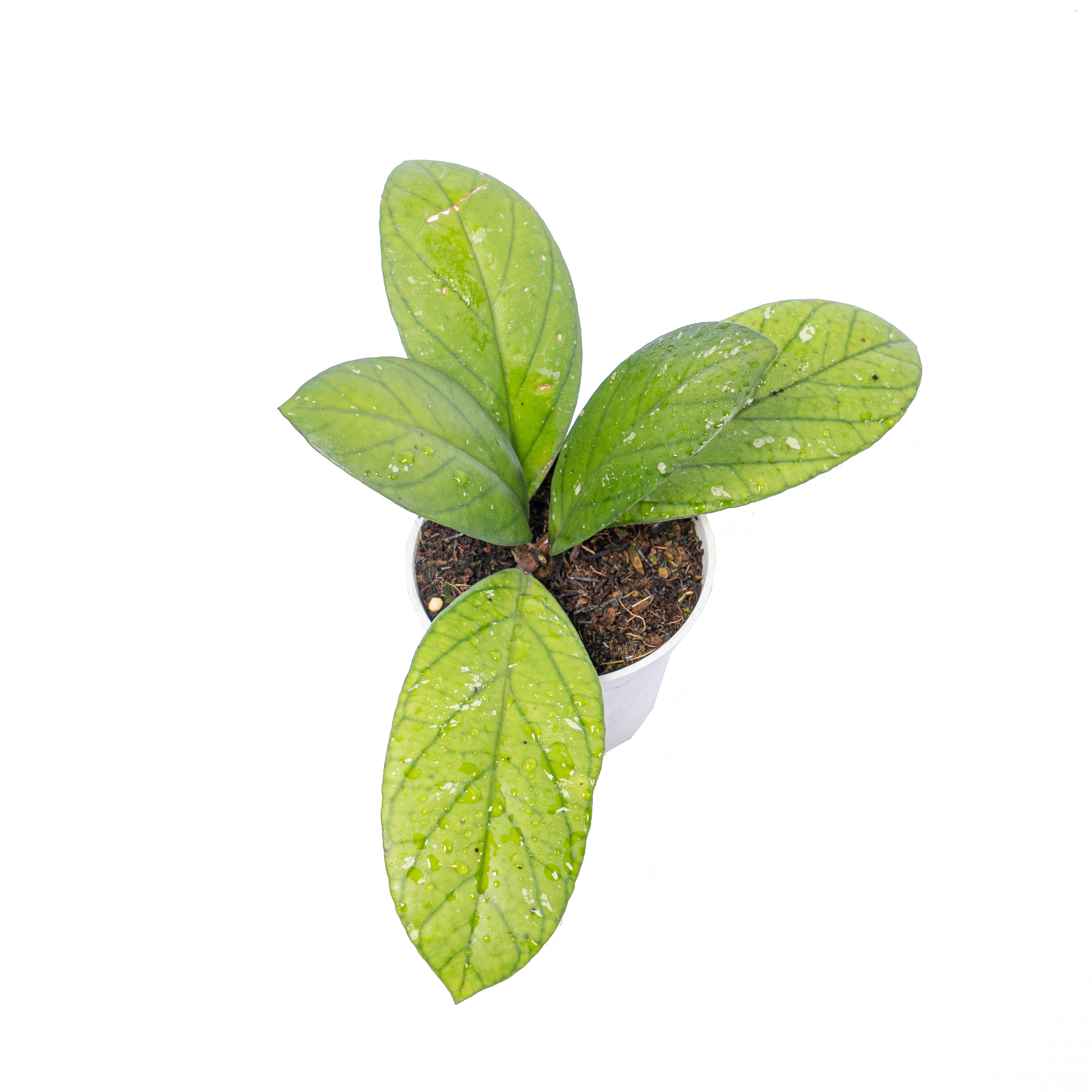 Hoya vitteliniodes Sp sumatera