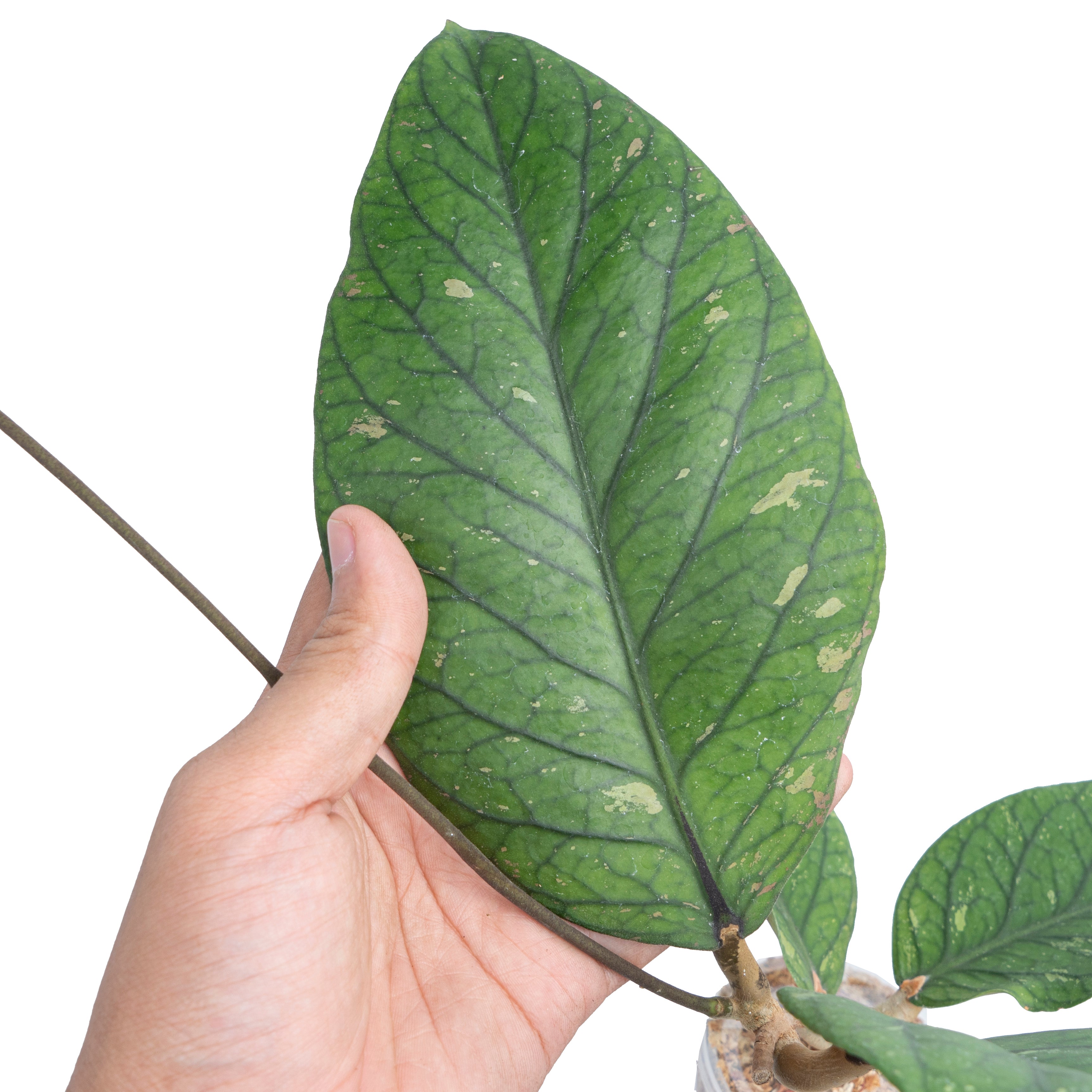 Hoya Meredithii Rare Pattern