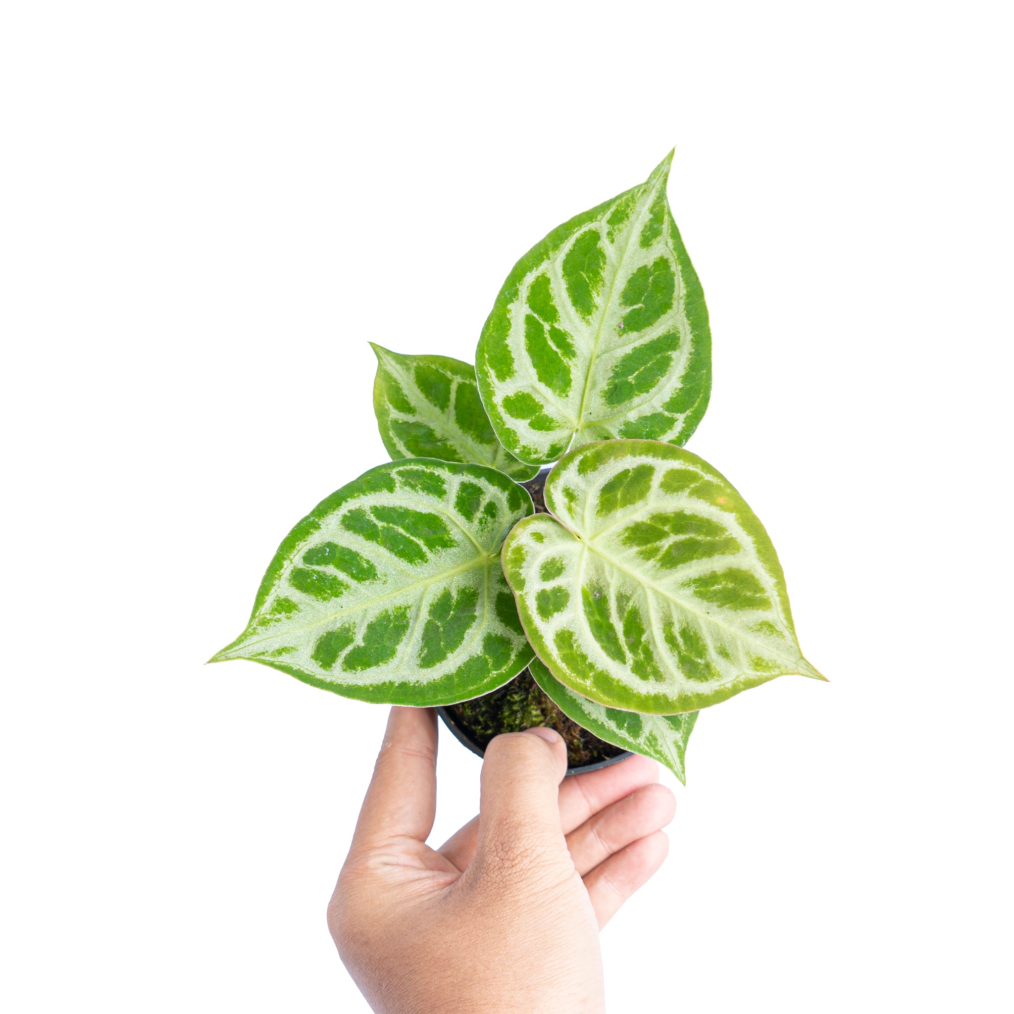 Silver Blush Anthurium