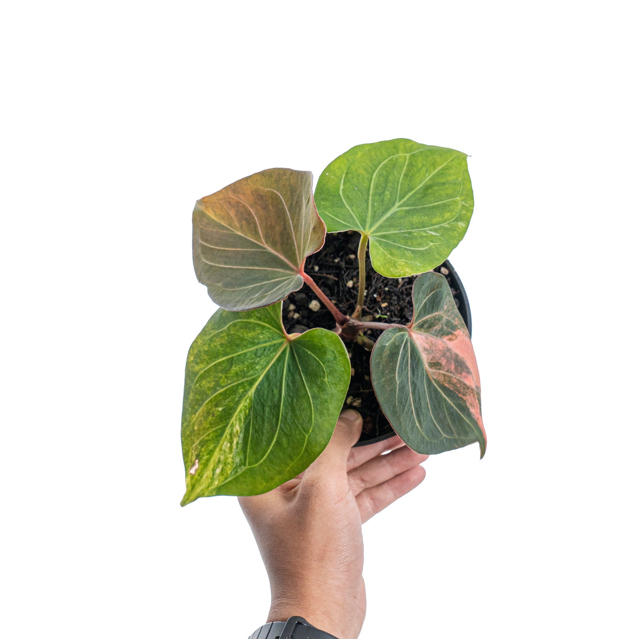 anthurium king of kings Anthurium king of spades variegated