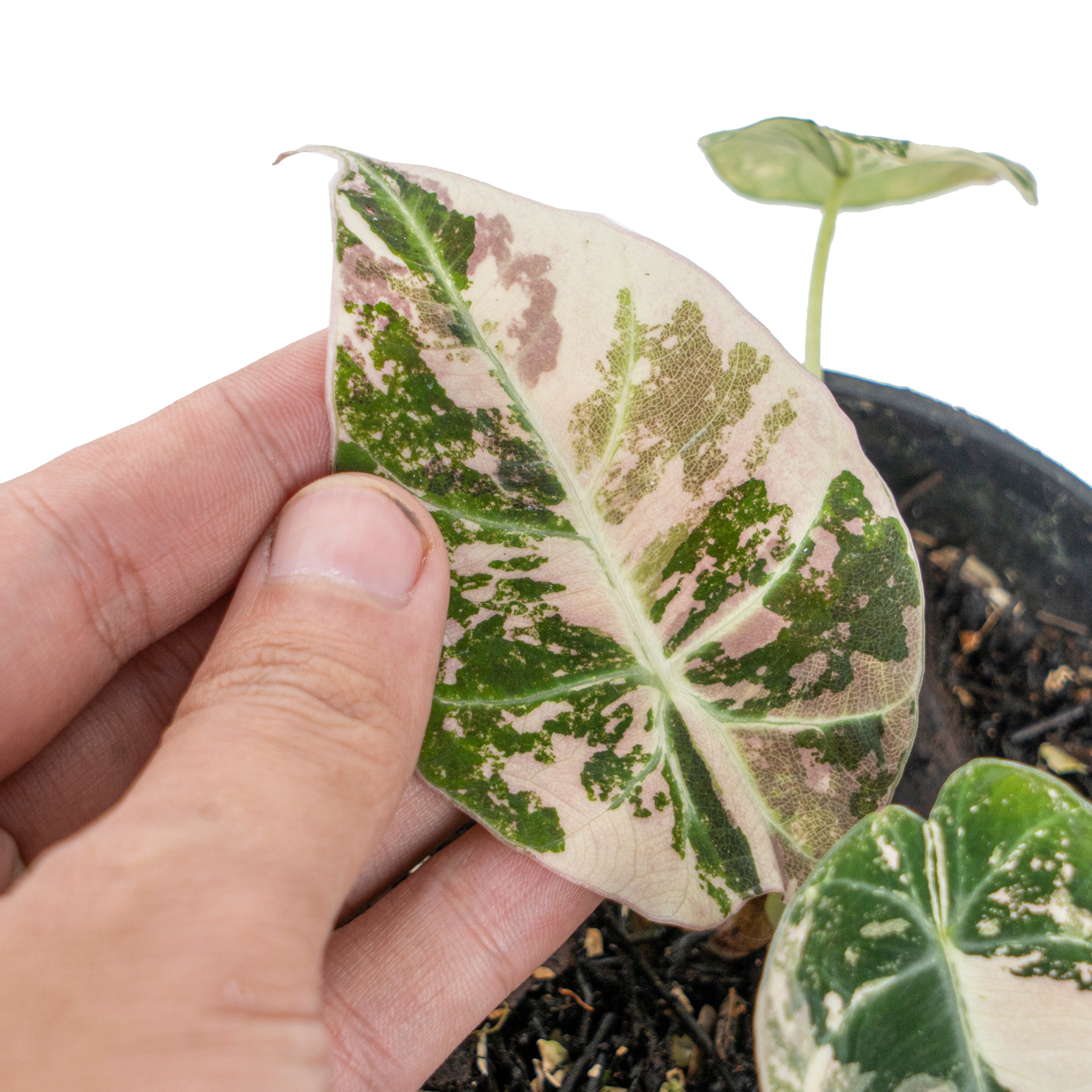 Alocasia black velvet variegated