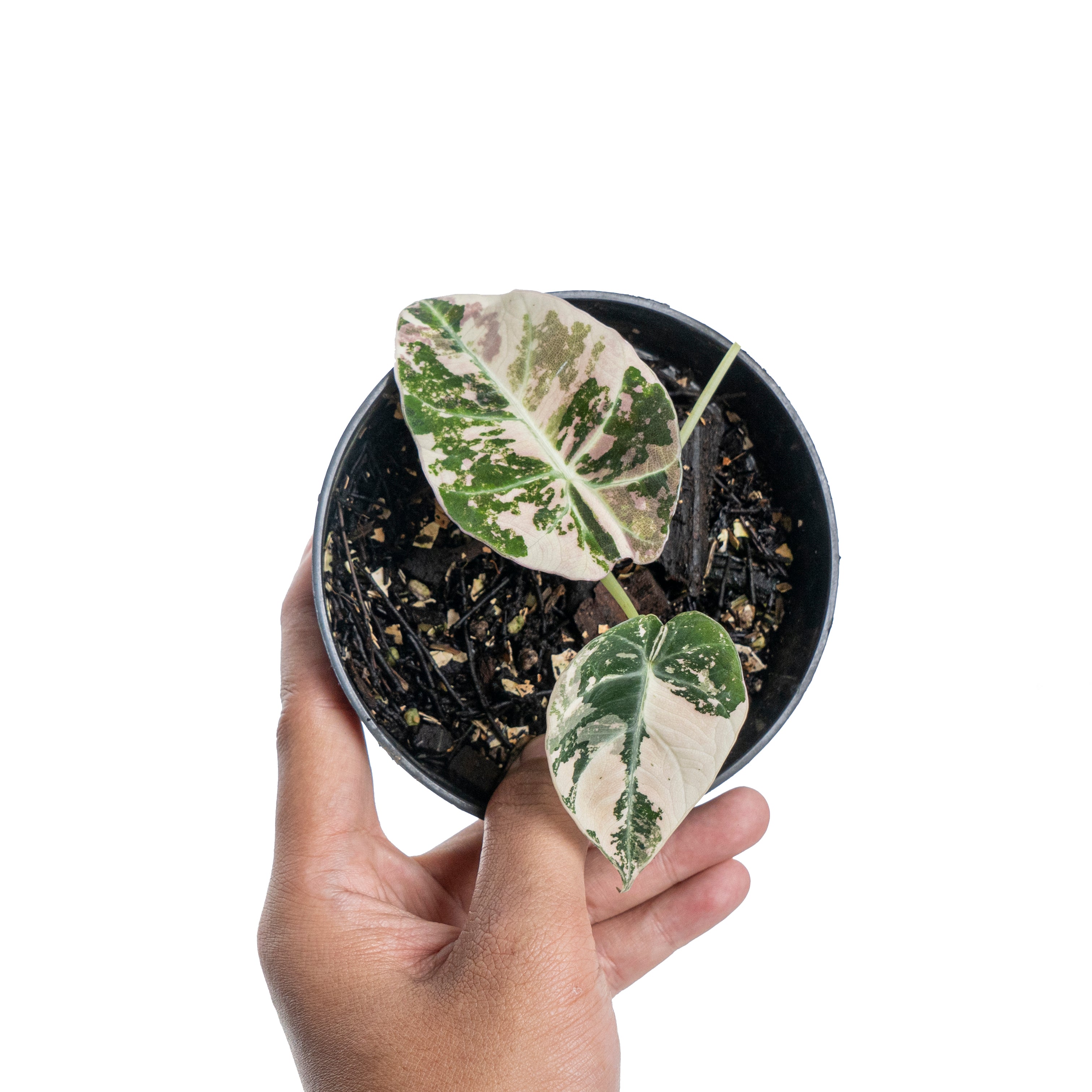Alocasia black velvet variegated