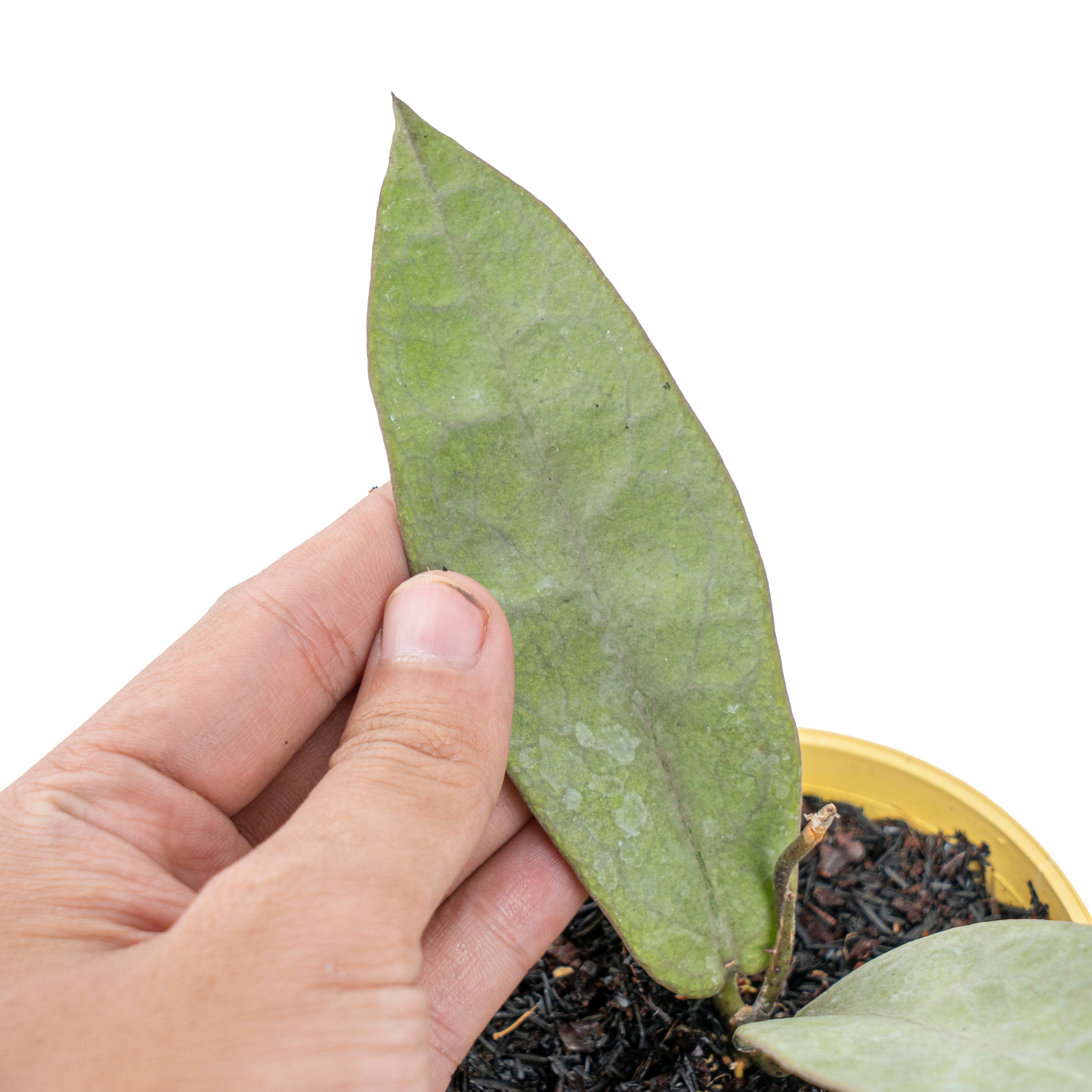 Hoya mitrata silver pearl