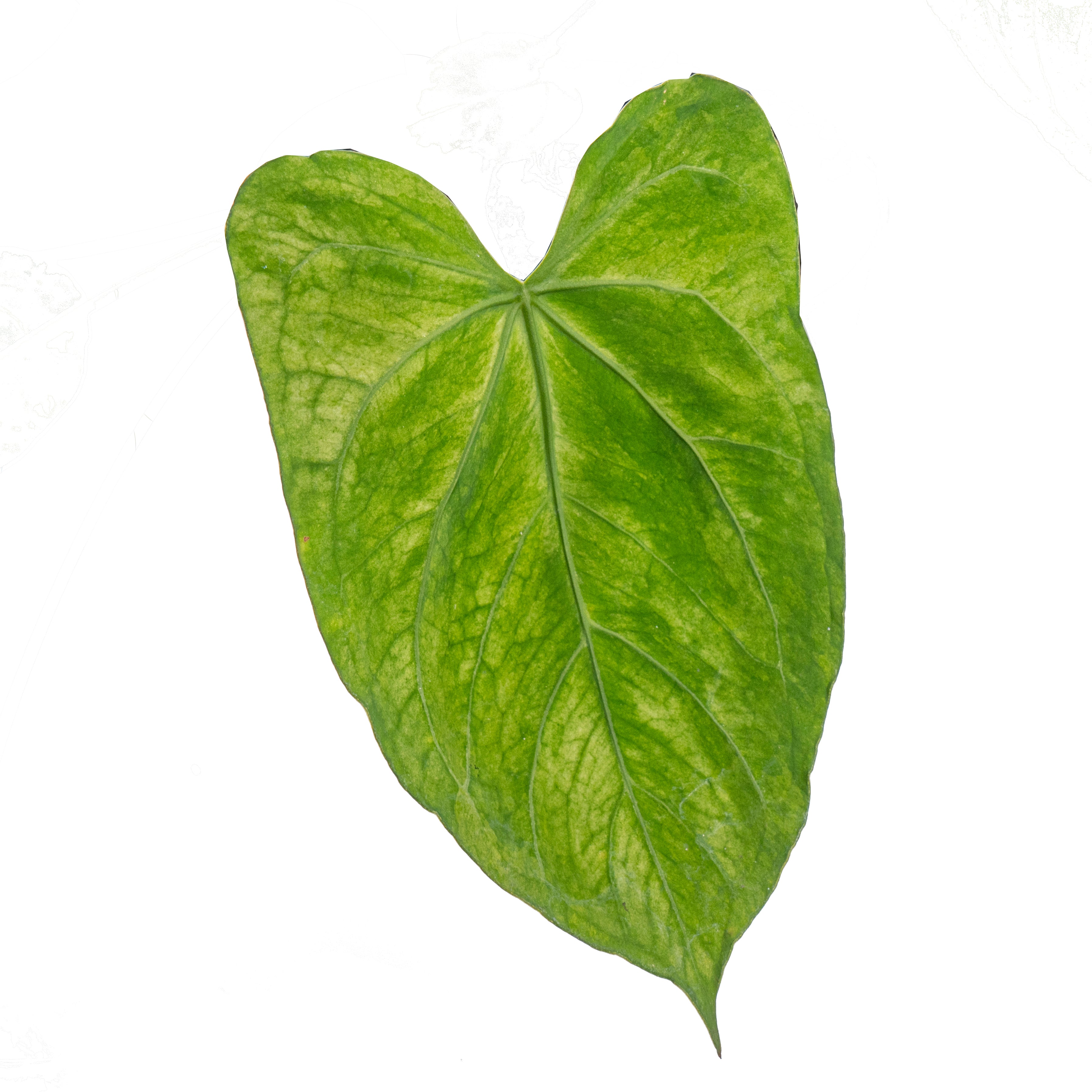Anthurium papillilaminum hybrid variegated x Anthurium BVIT (seeds)