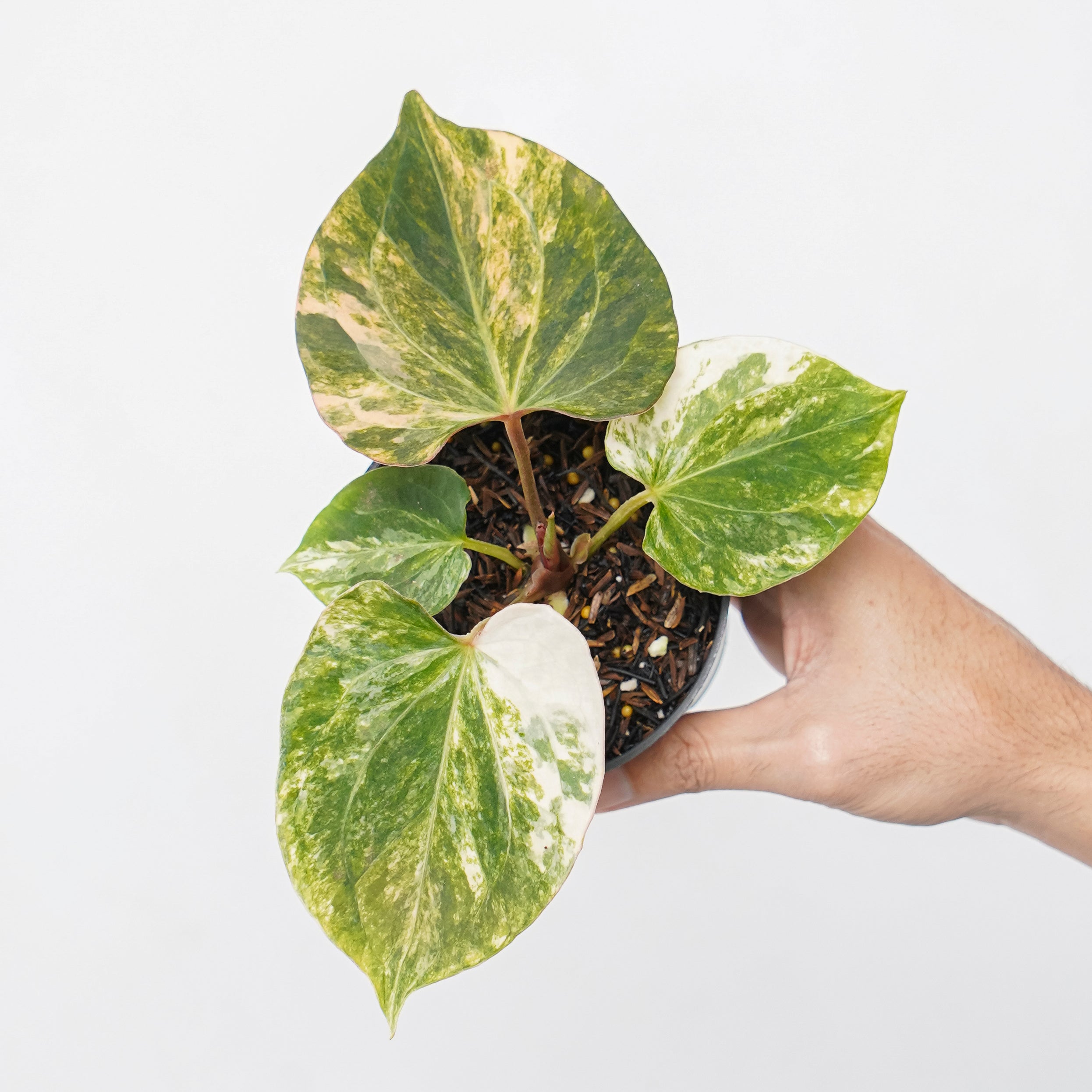 Anthurium king of spades albo variegated