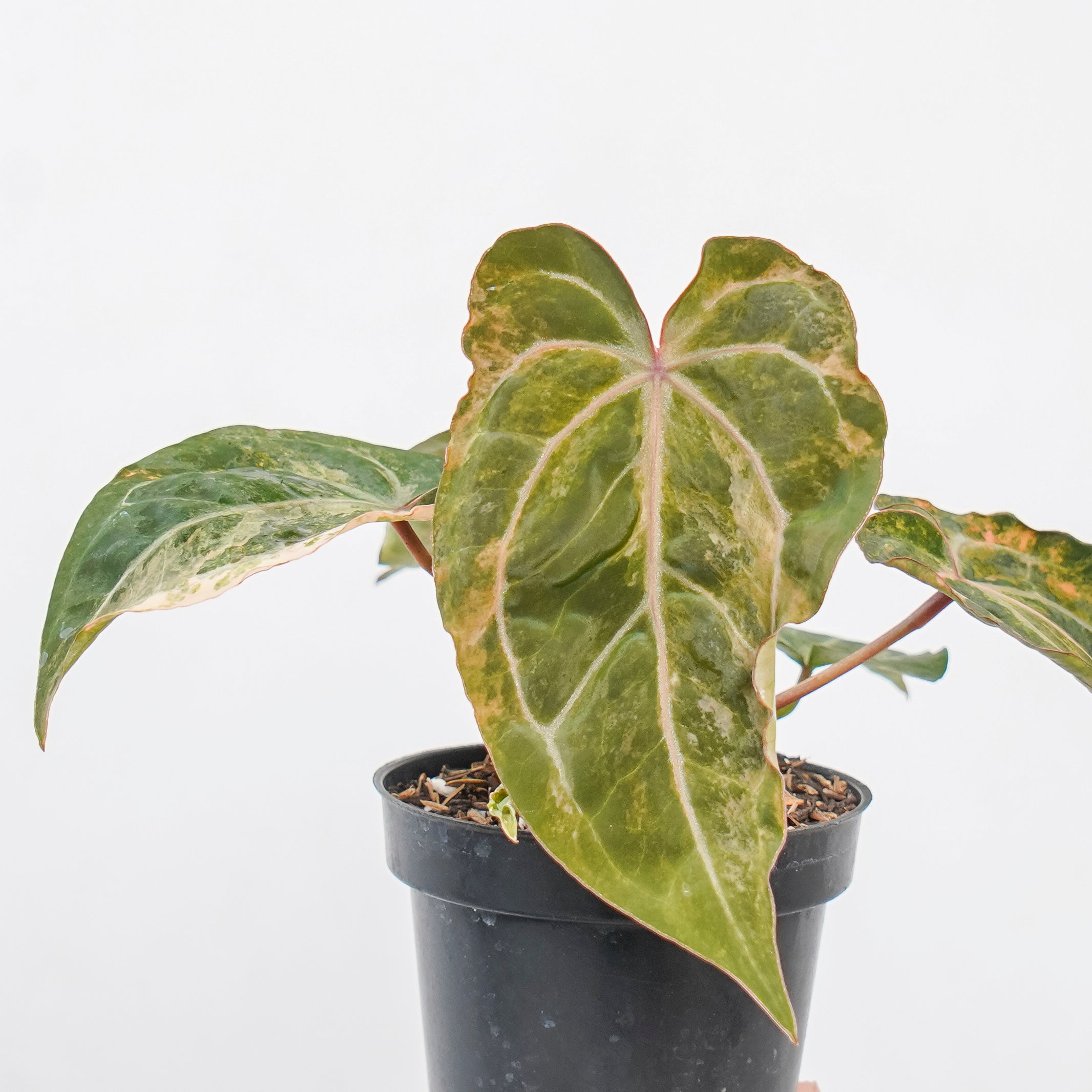Anthurium papilillaminum pink var x michelle