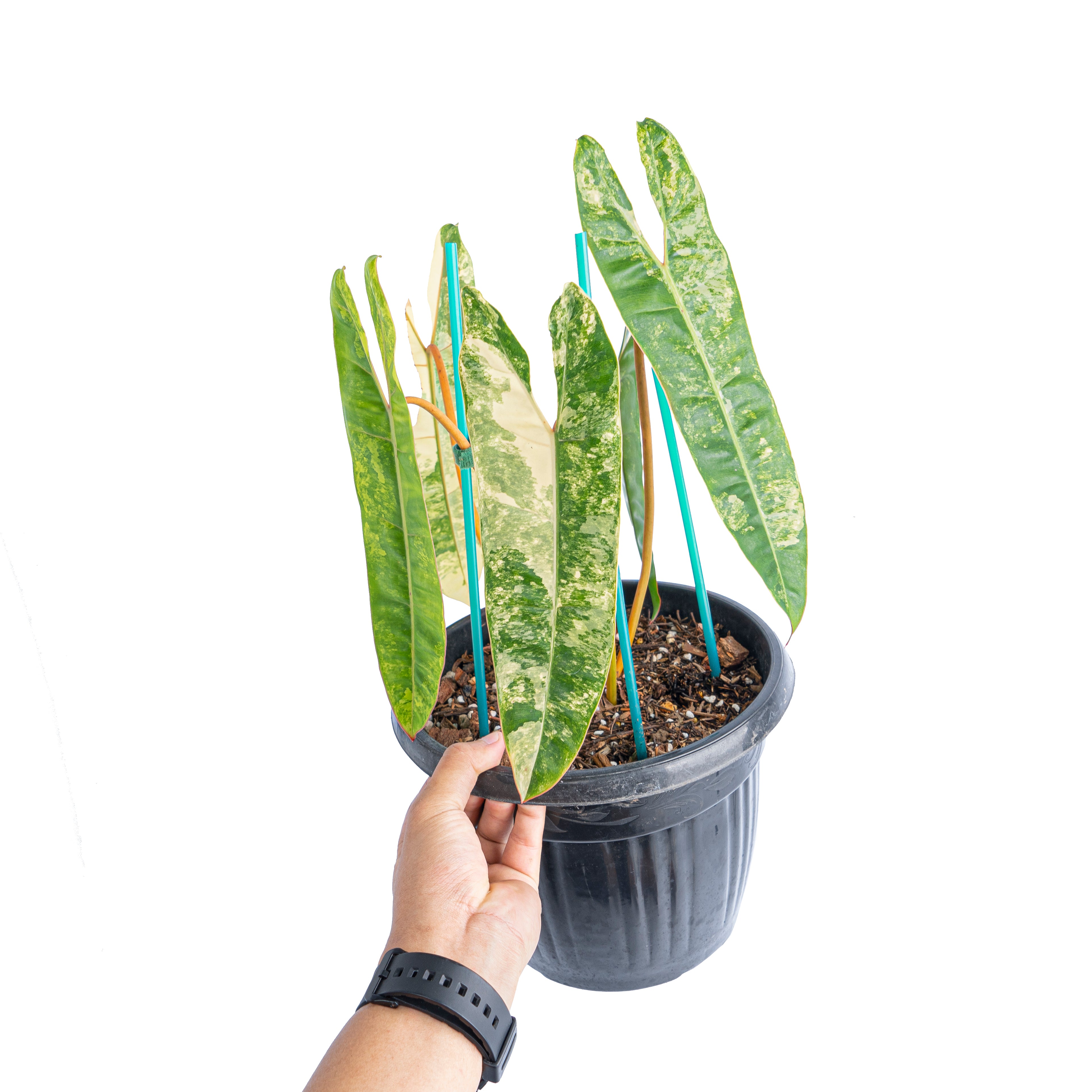 Philodendron Billietiae Variegated Mature size - Aroidmarket