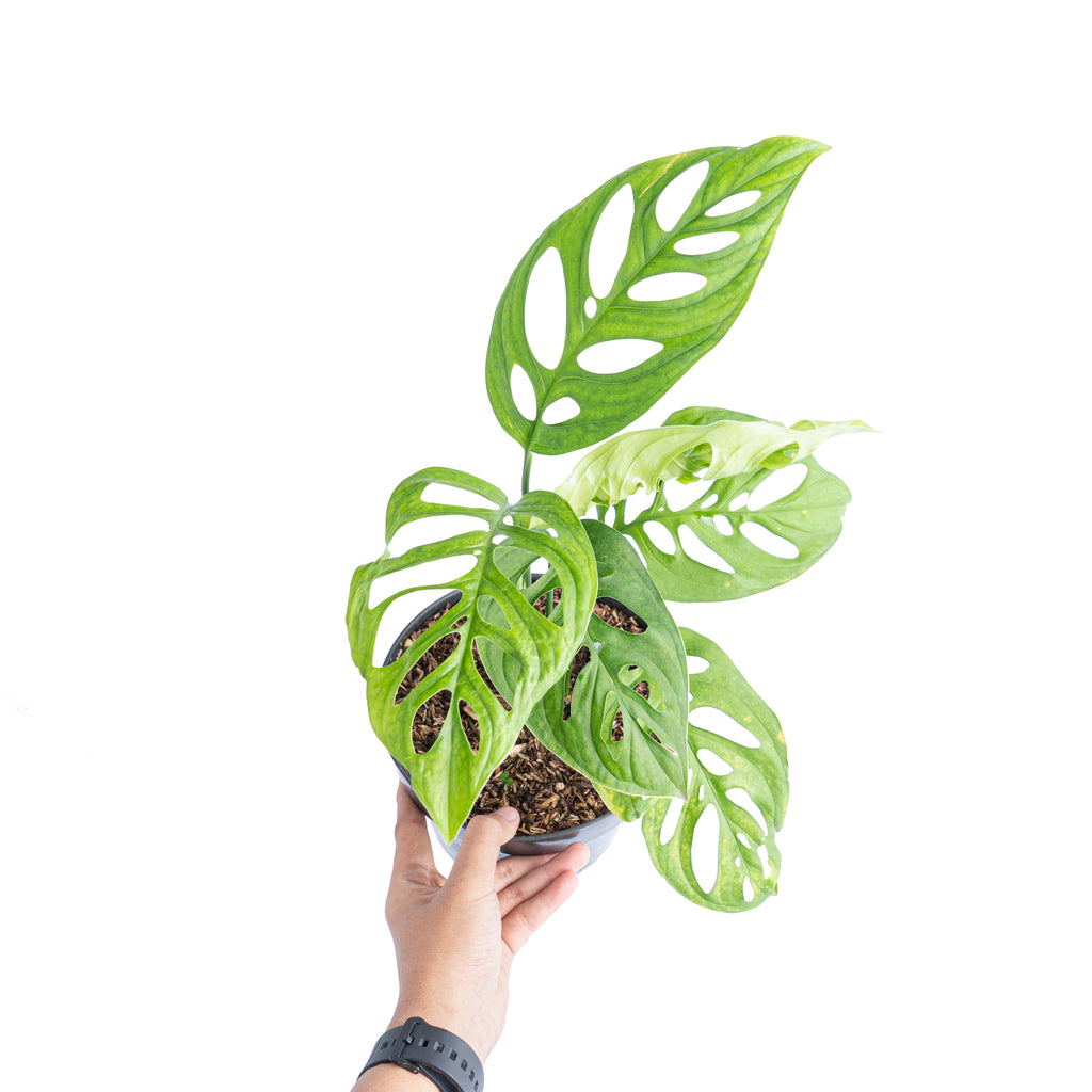 Monstera Esqueleto – Aroid Market