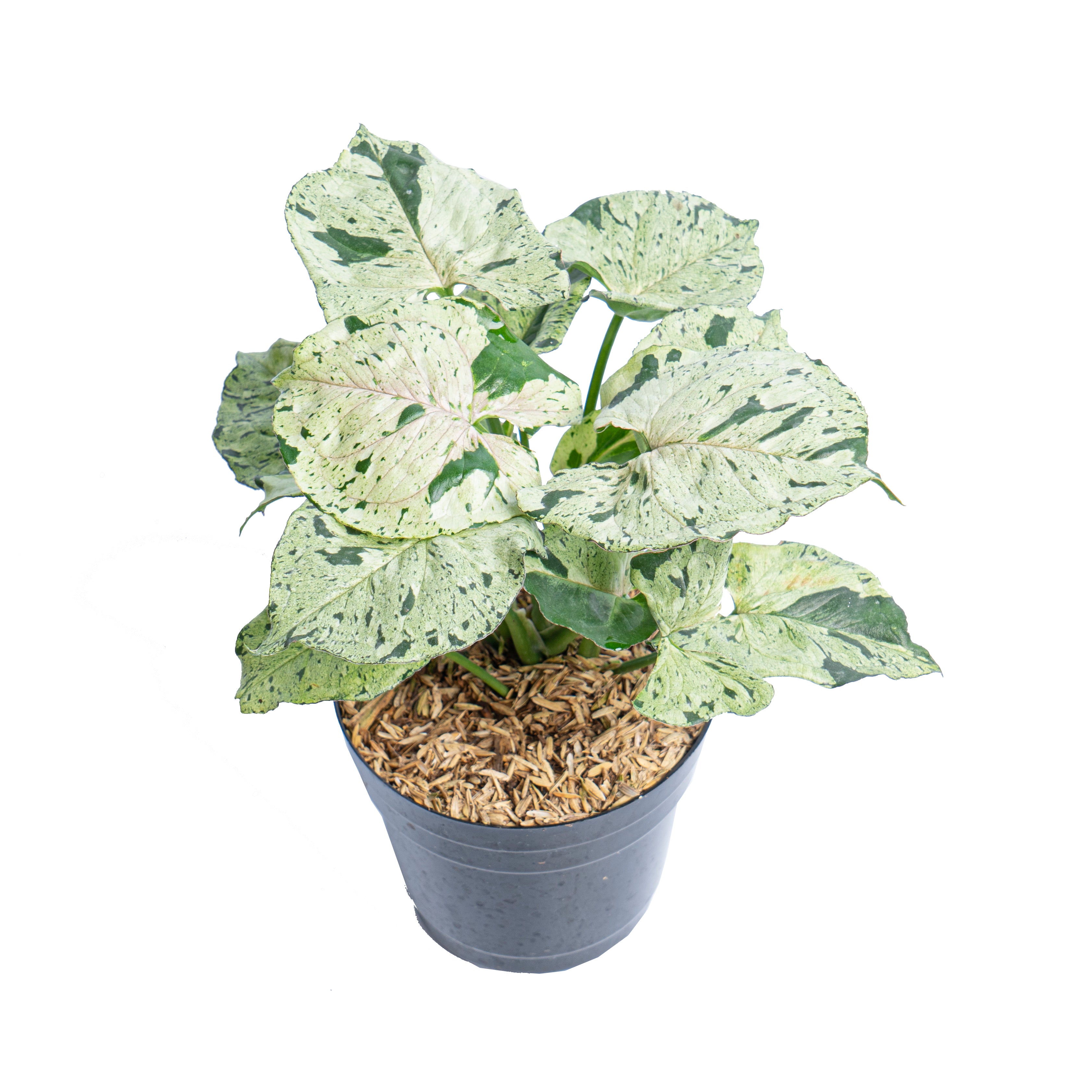 Syngonium green splash - Aroidmarket