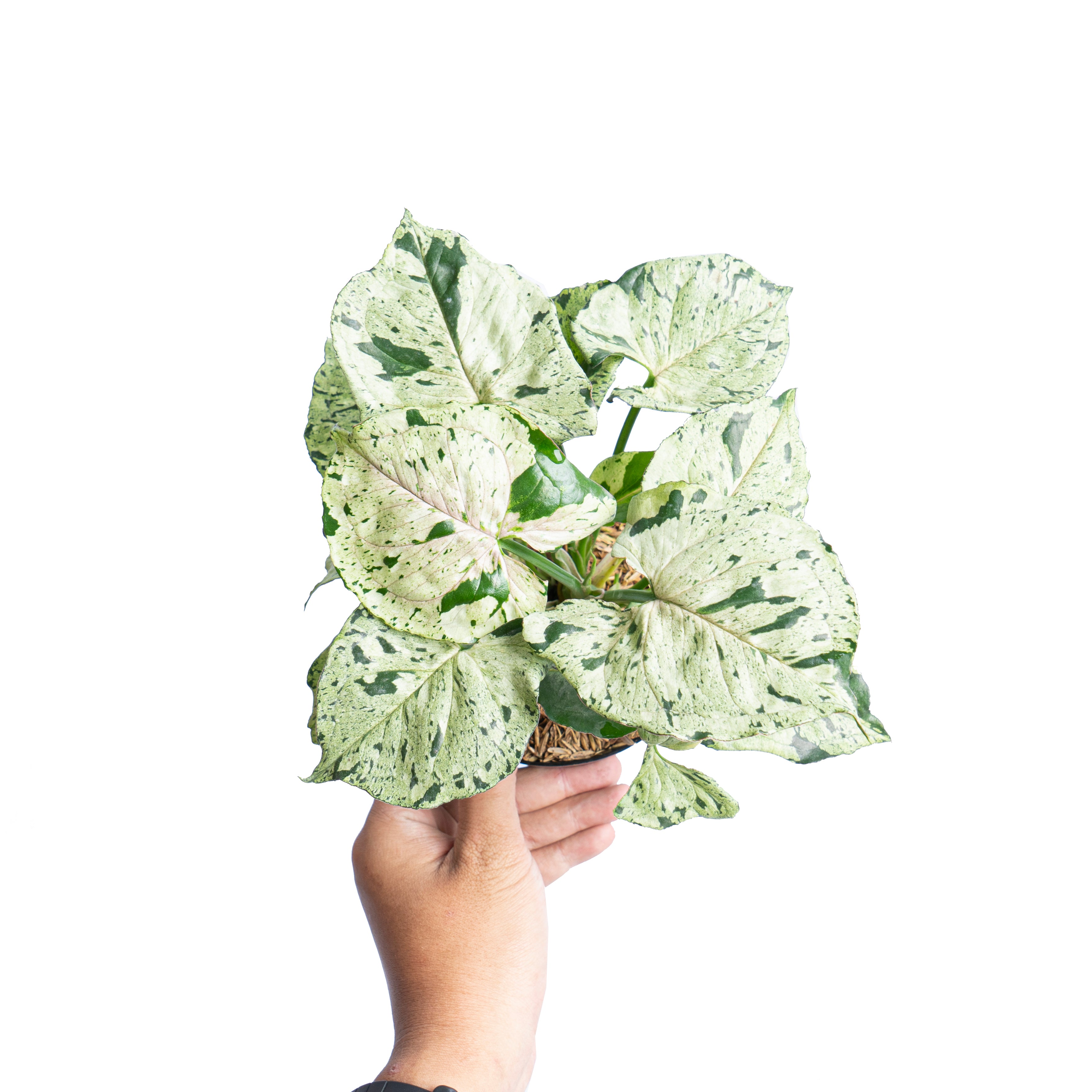 Syngonium green splash - Aroidmarket