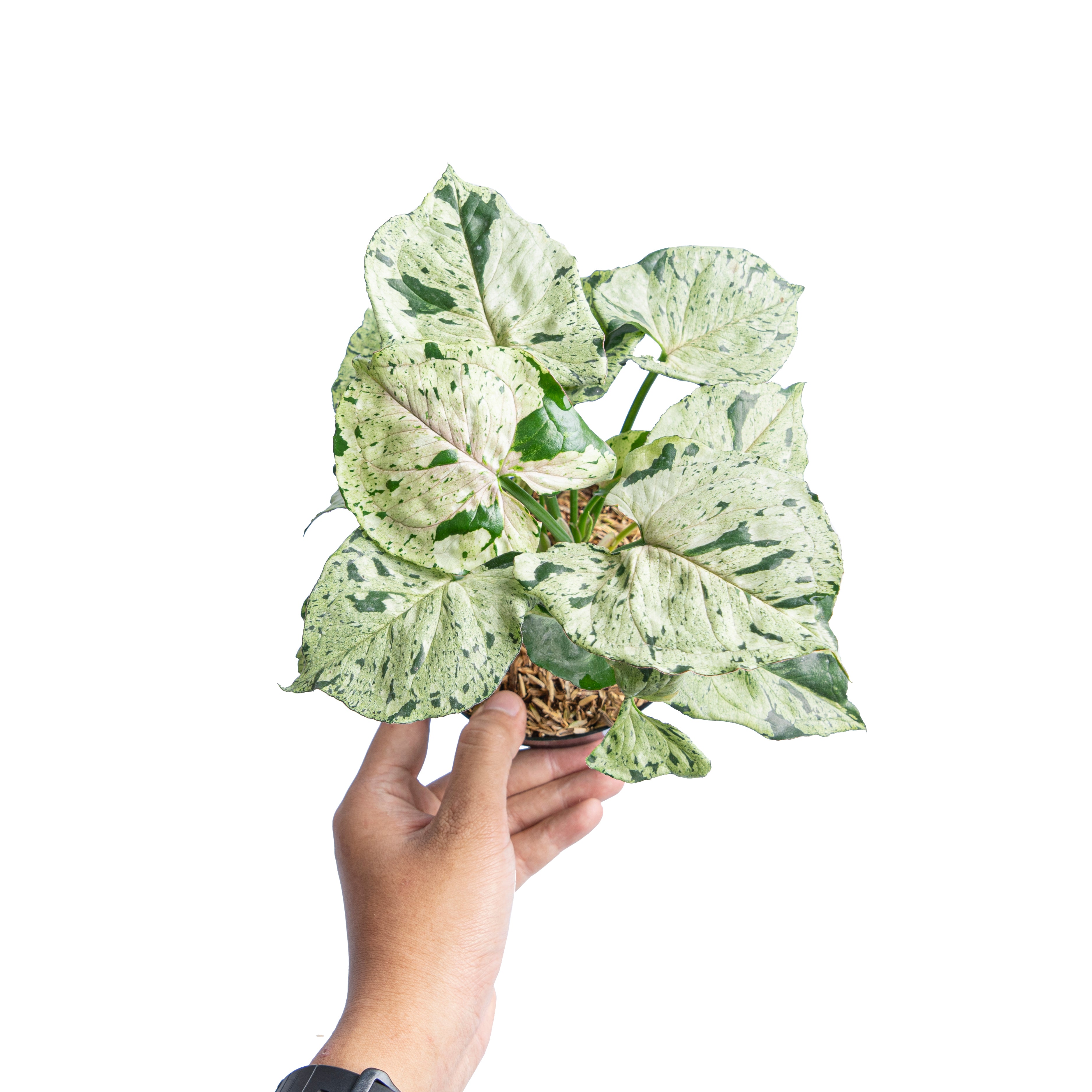 Syngonium green splash - Aroidmarket