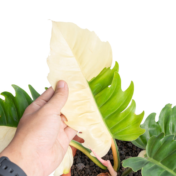 Philodendron green saw variegated - Aroidmarket