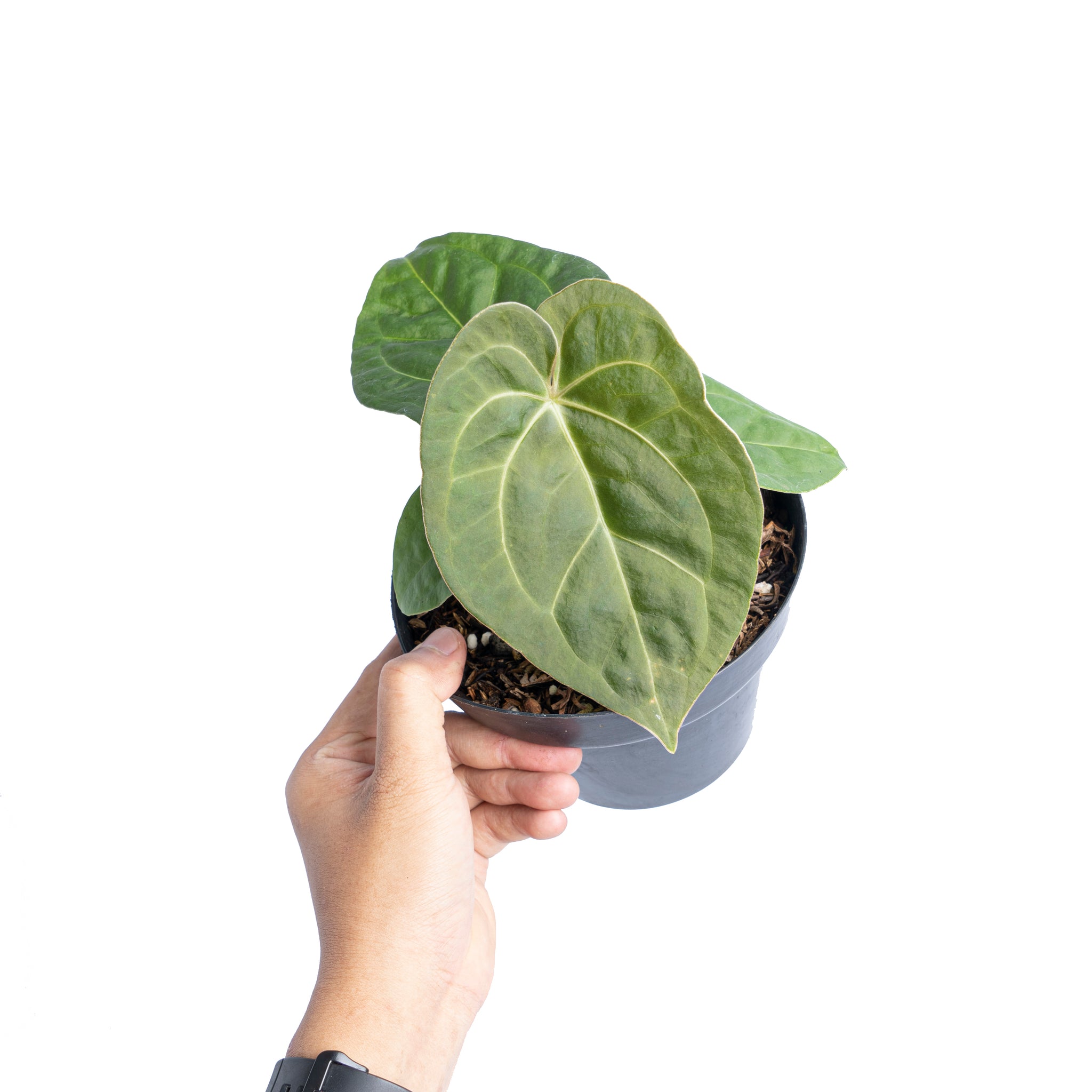 anthurium indonesia Anthurium luxurians Indonesian type x Magnificum