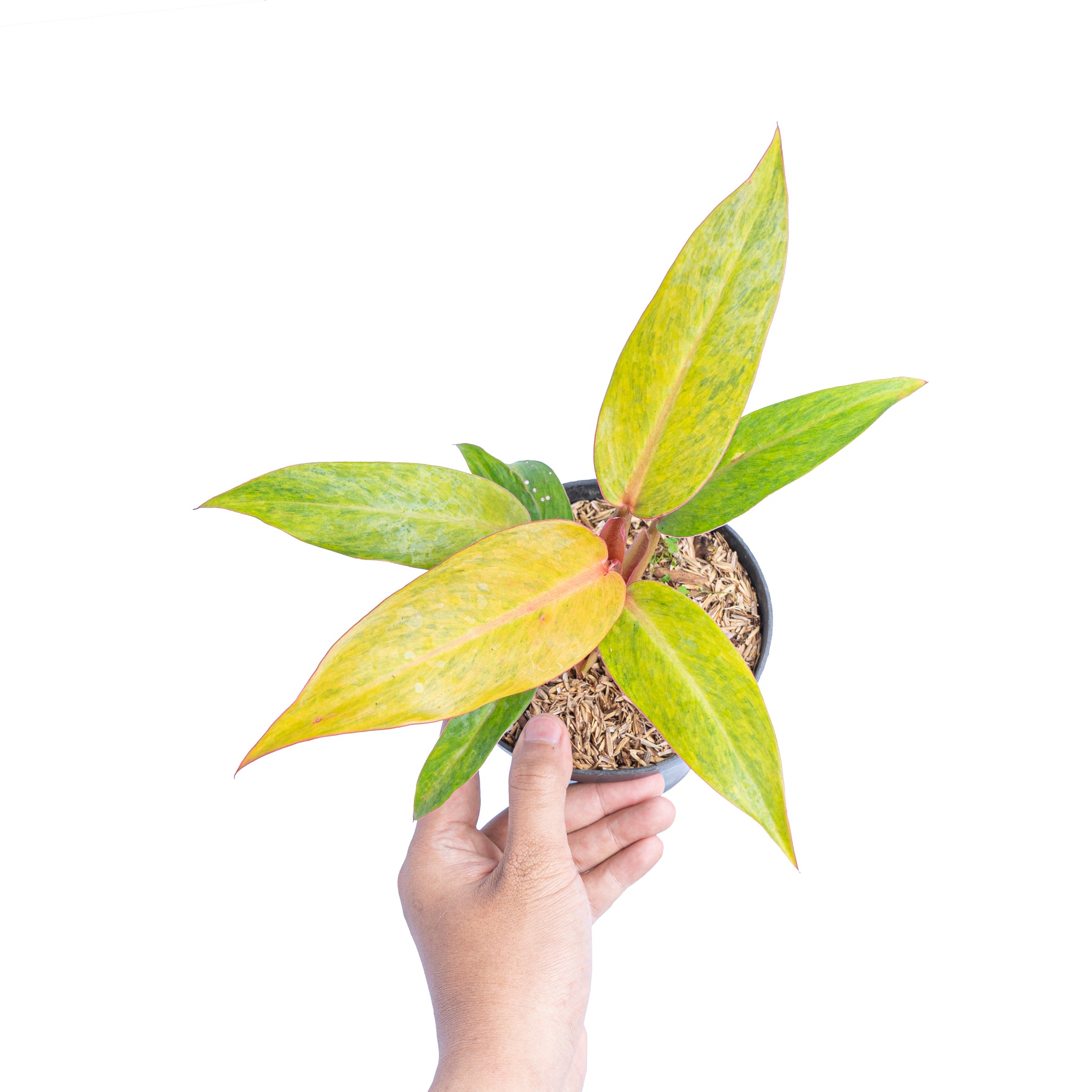 philodendron orange marmalade for sale Philodendron orange marmalade