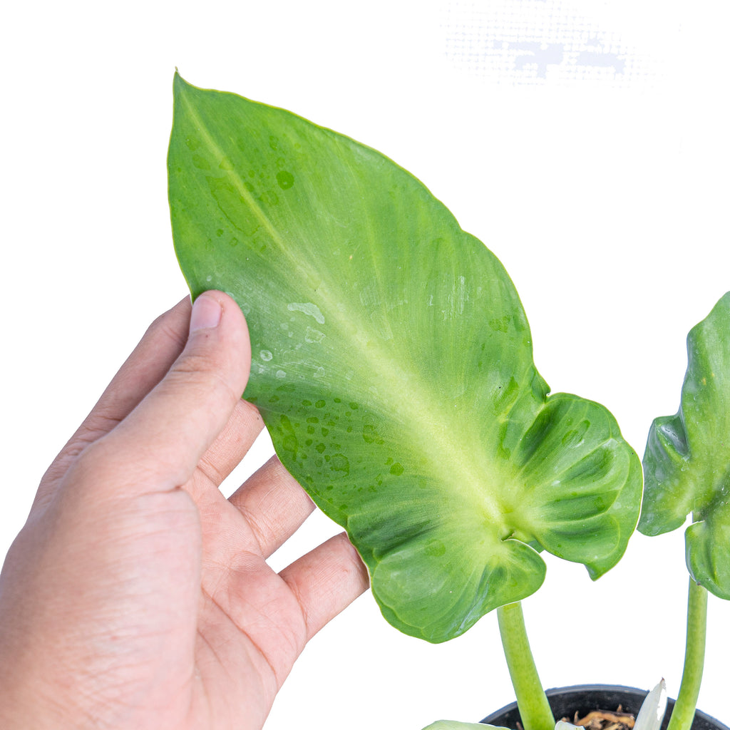 Rugosum high quality Philodendron Aberrant form