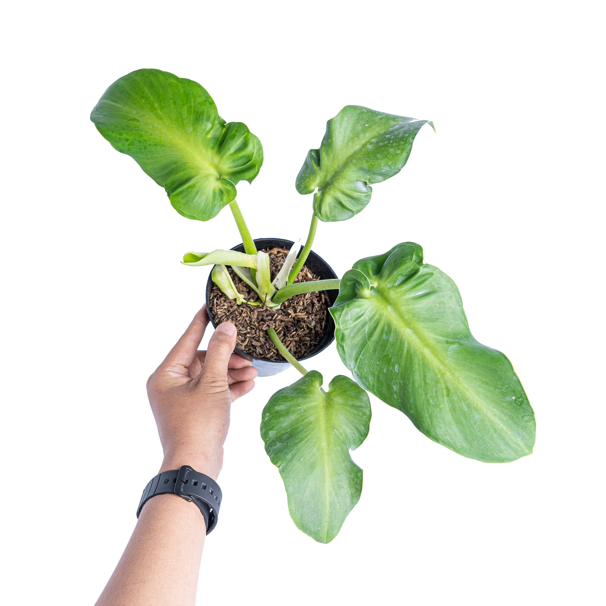 philodendron rugulosum Philodendron rugosum aberrant form