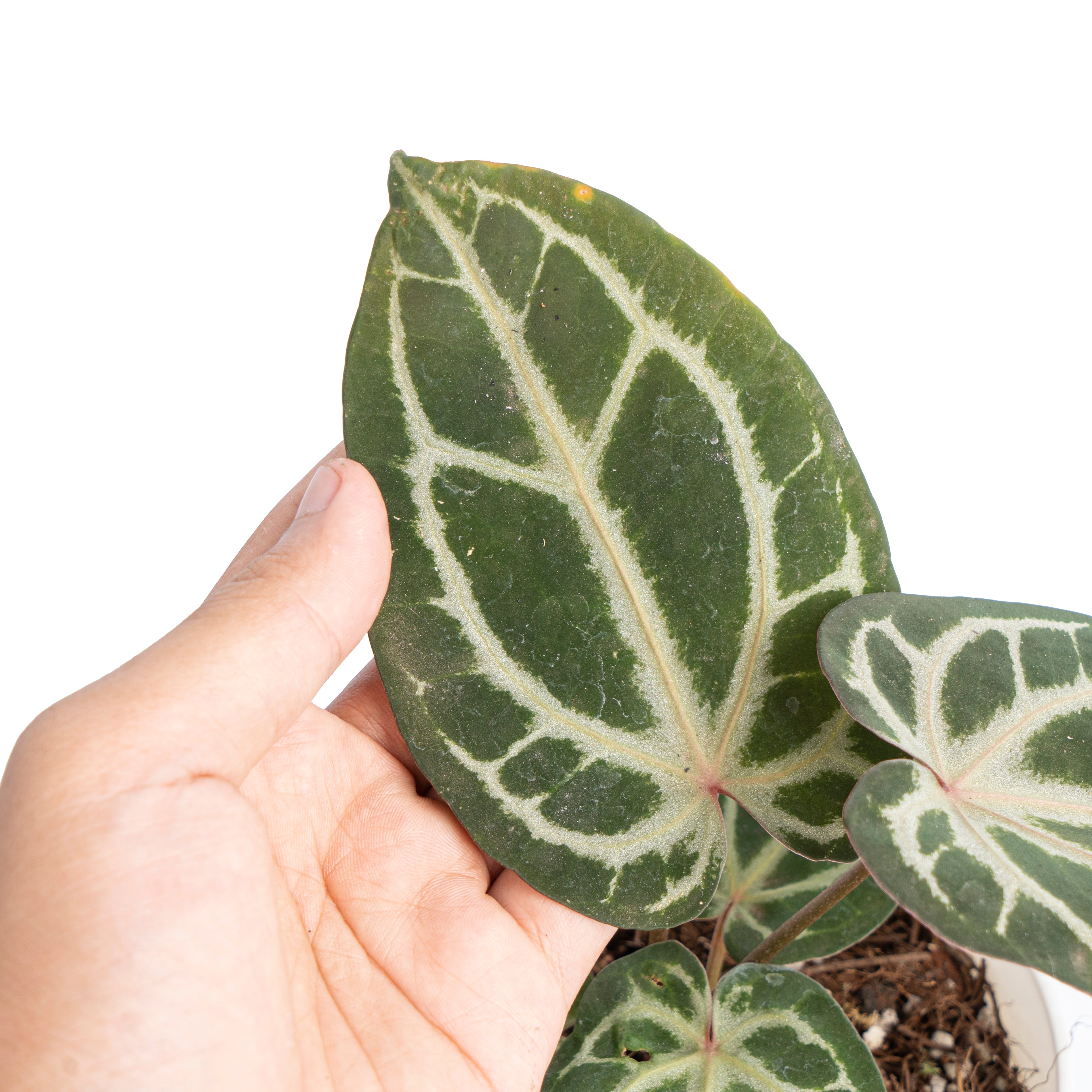 Anthurium besseae x red crystallinum