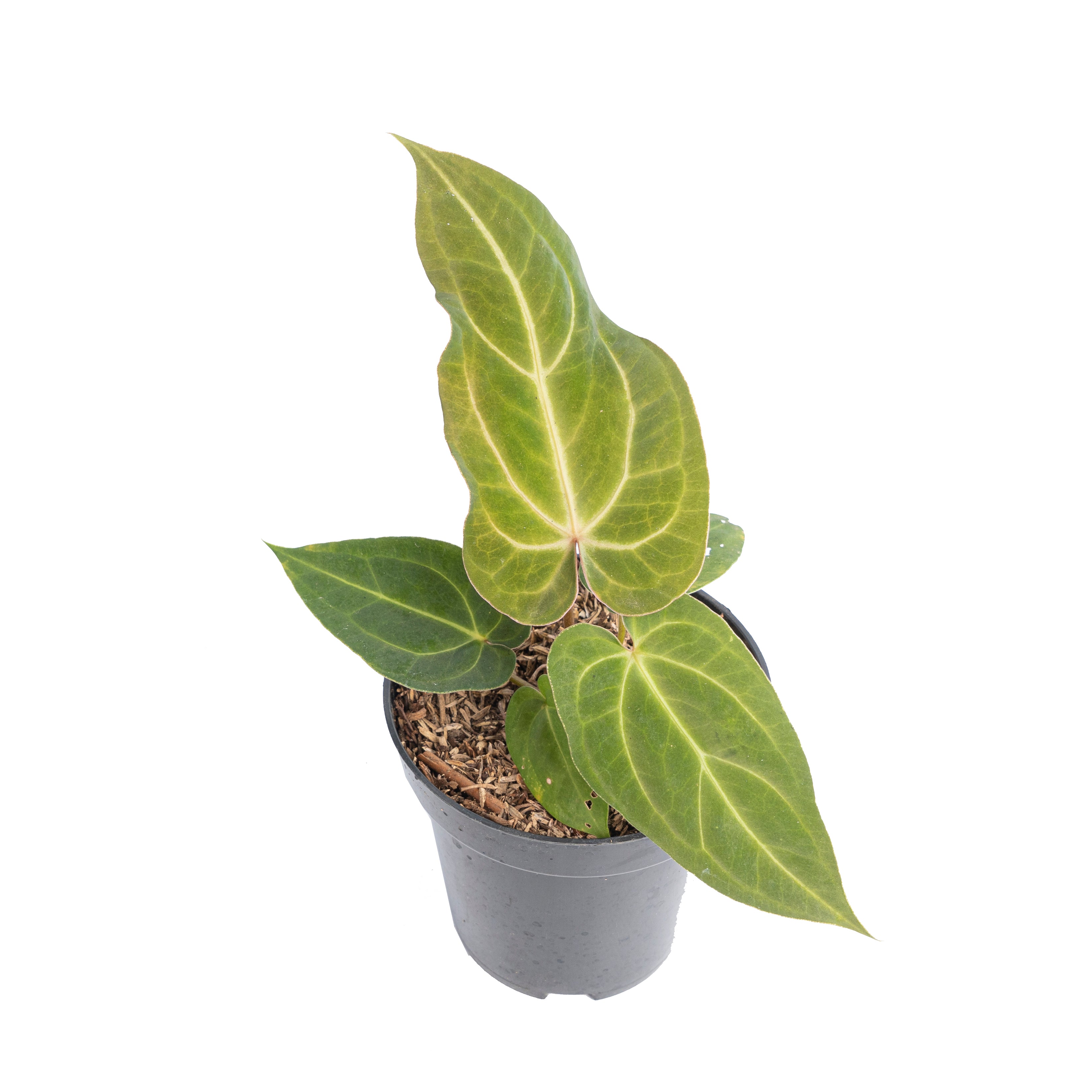 Anthurium papillilaminum hybrid wave