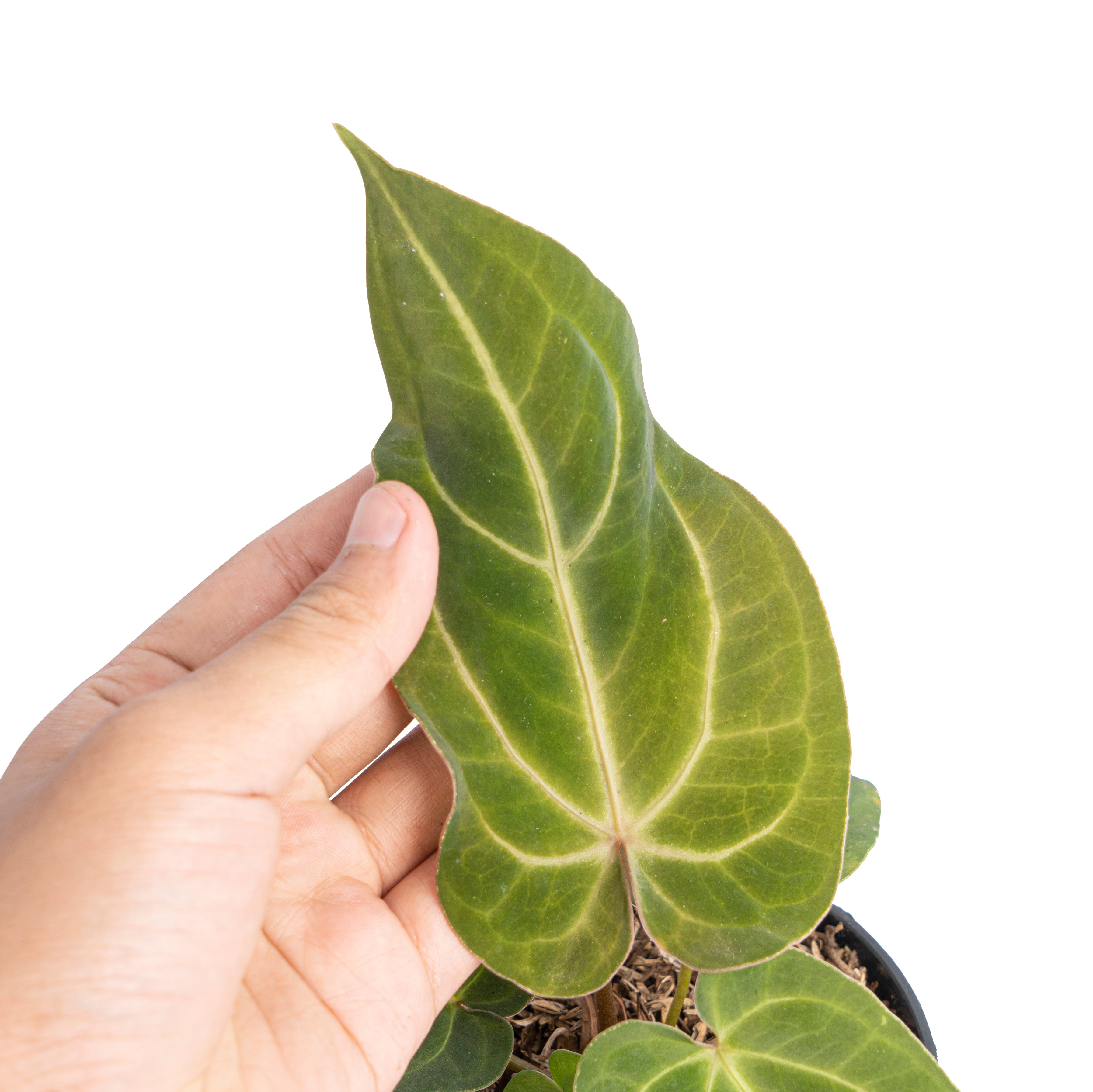 Anthurium papillilaminum hybrid wave