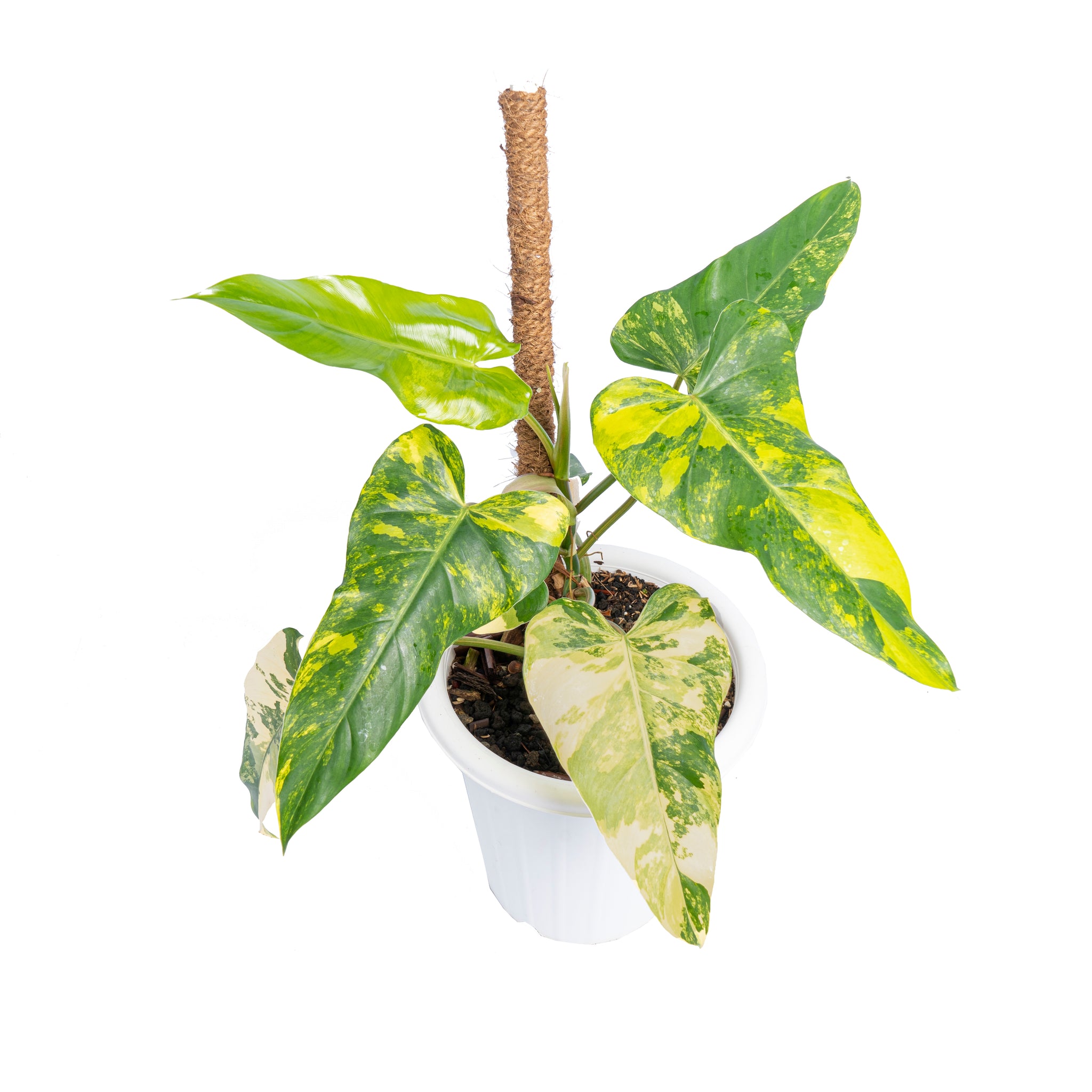 philodendron domesticum types Philodendron domesticum variegated