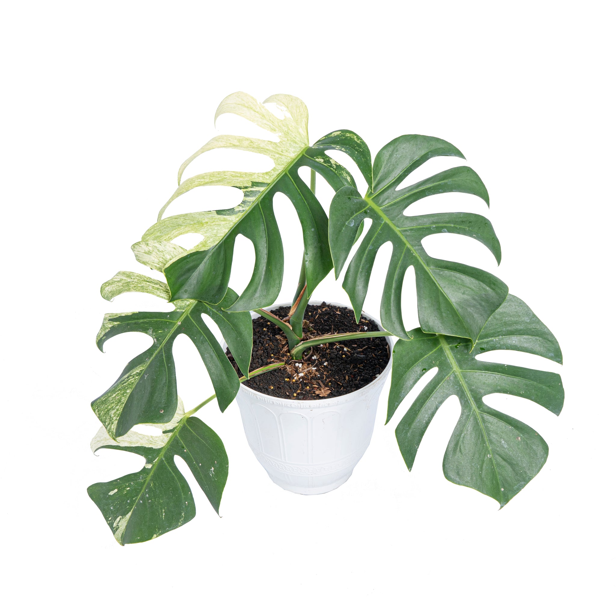 Monstera mint variegated