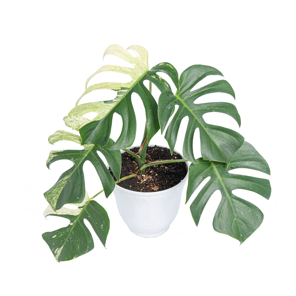 通販店 Monstera Deliciosa Mint Originalフィロデンドロン | shurfa.com