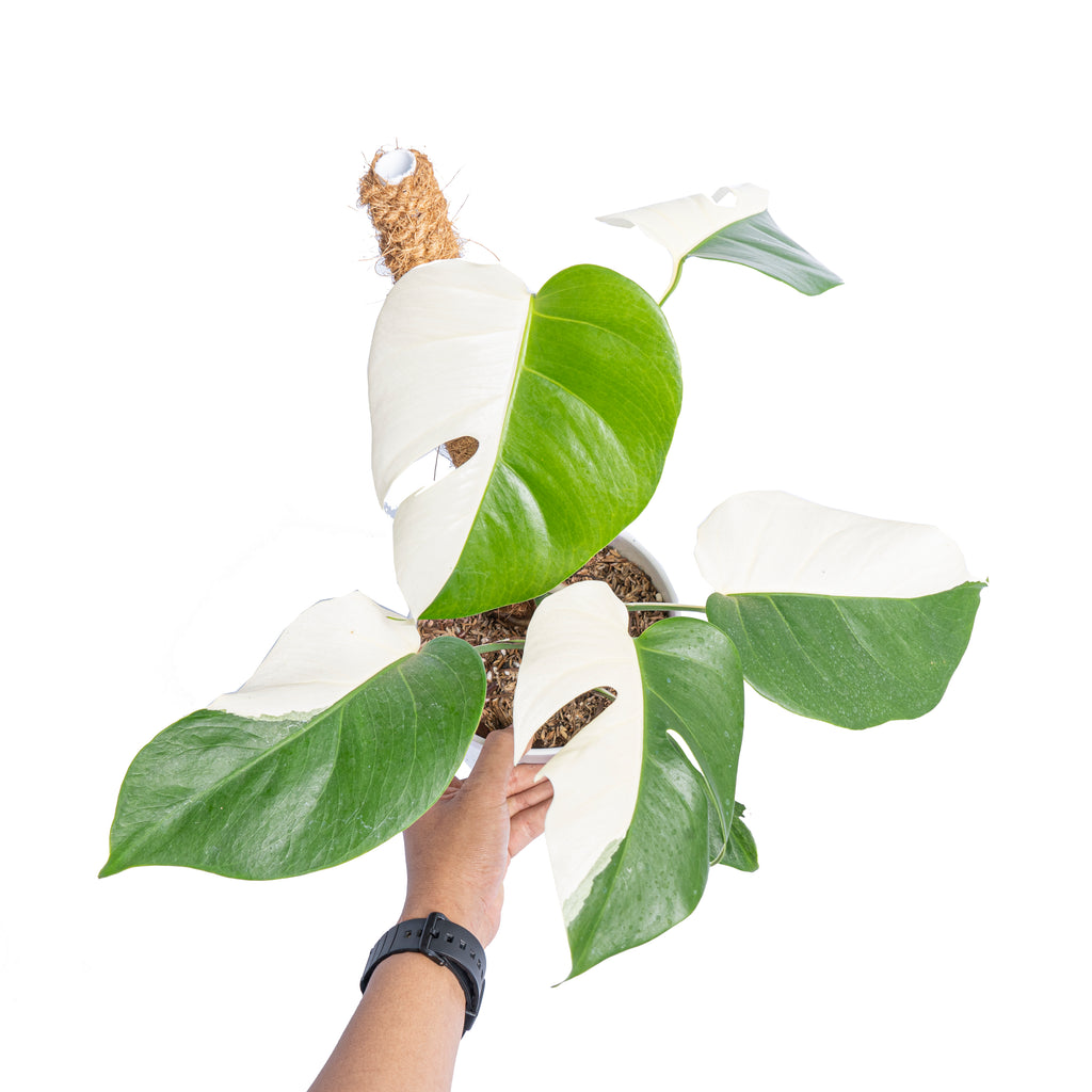 Monstera albo half moon variegated – Aroid Market