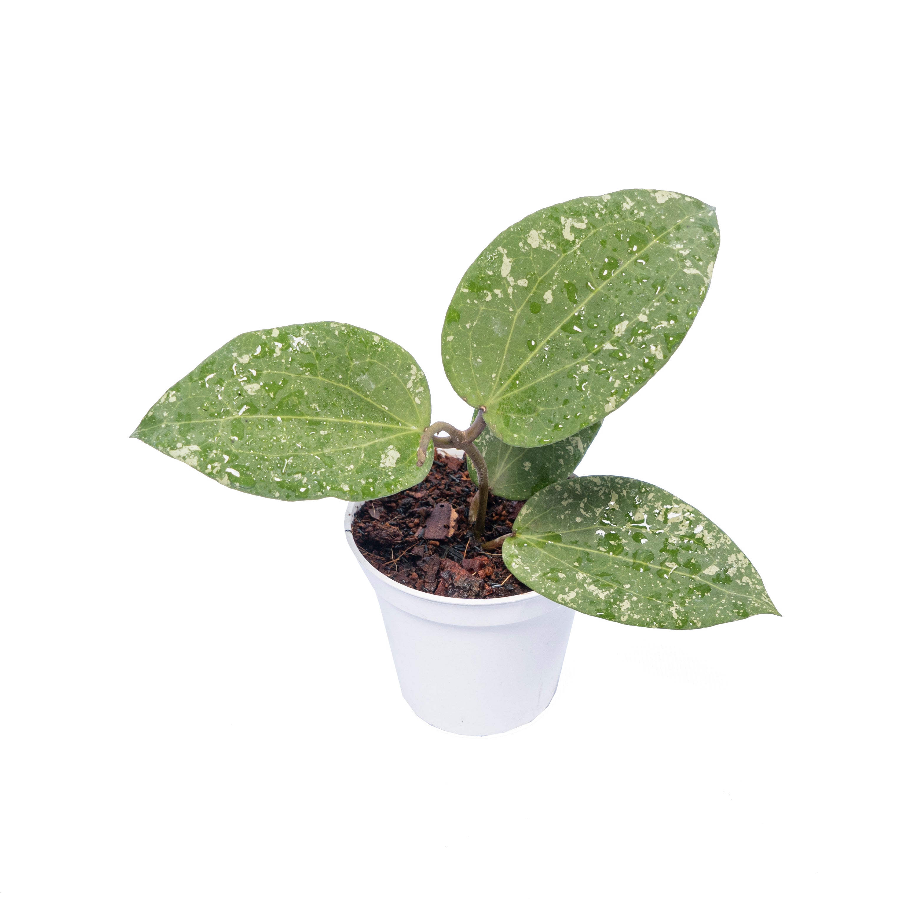 Hoya Glabra Splash