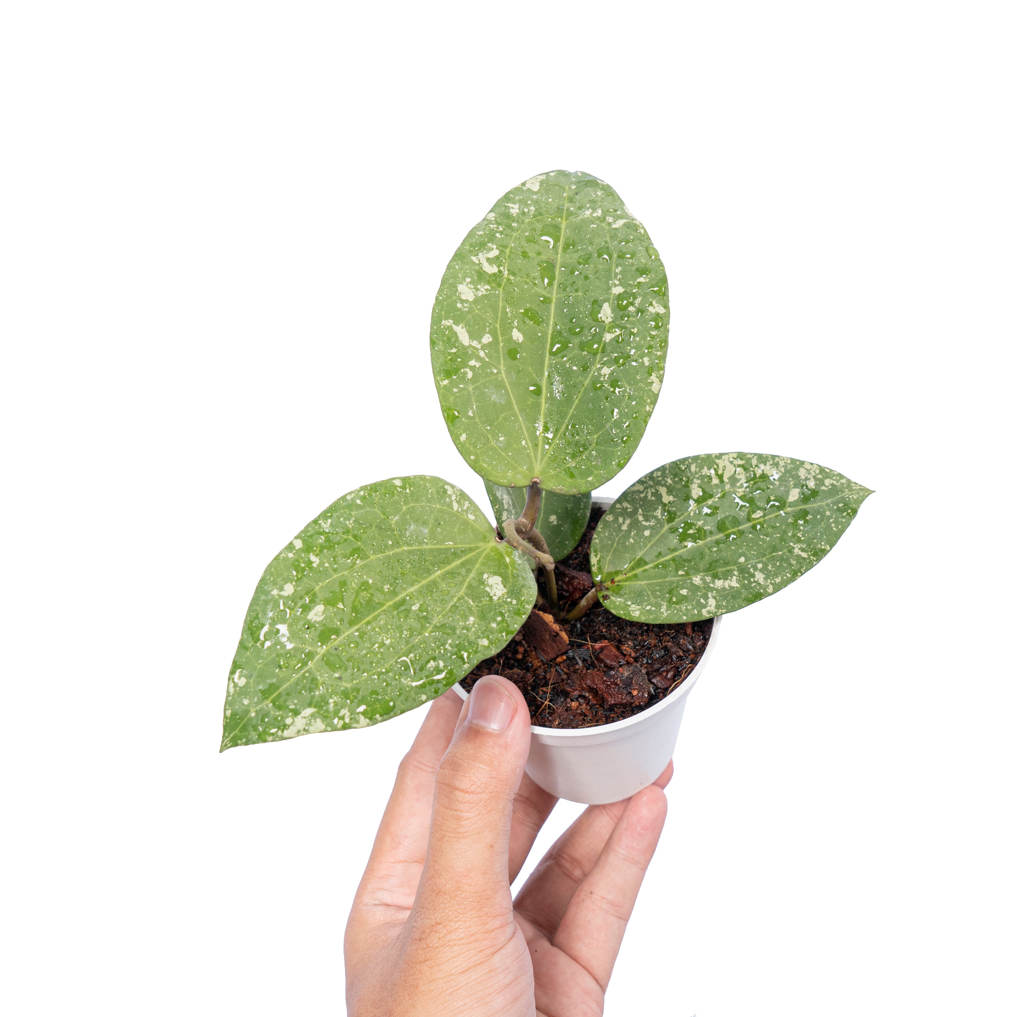 Hoya Glabra Splash
