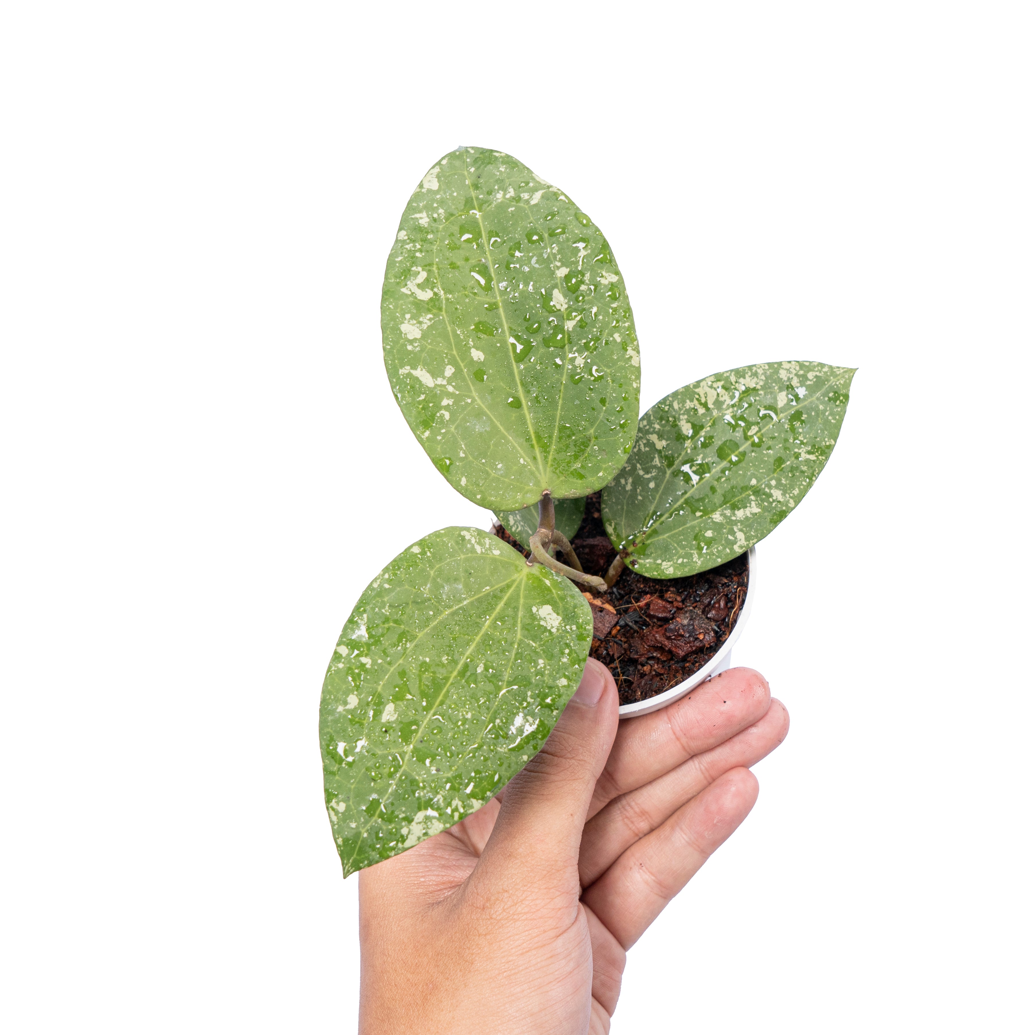 Hoya Glabra Splash