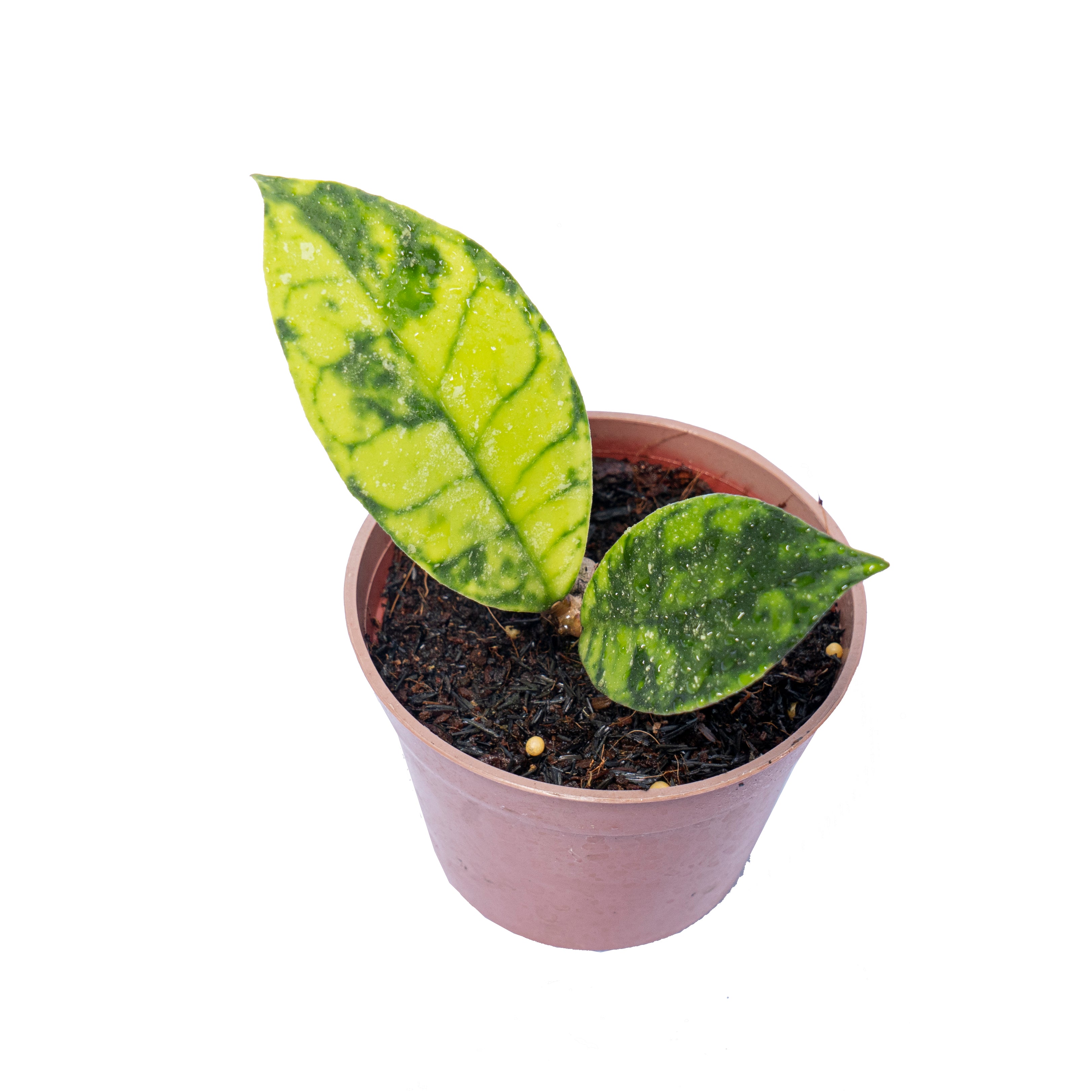 Hoya callistophyla black dot