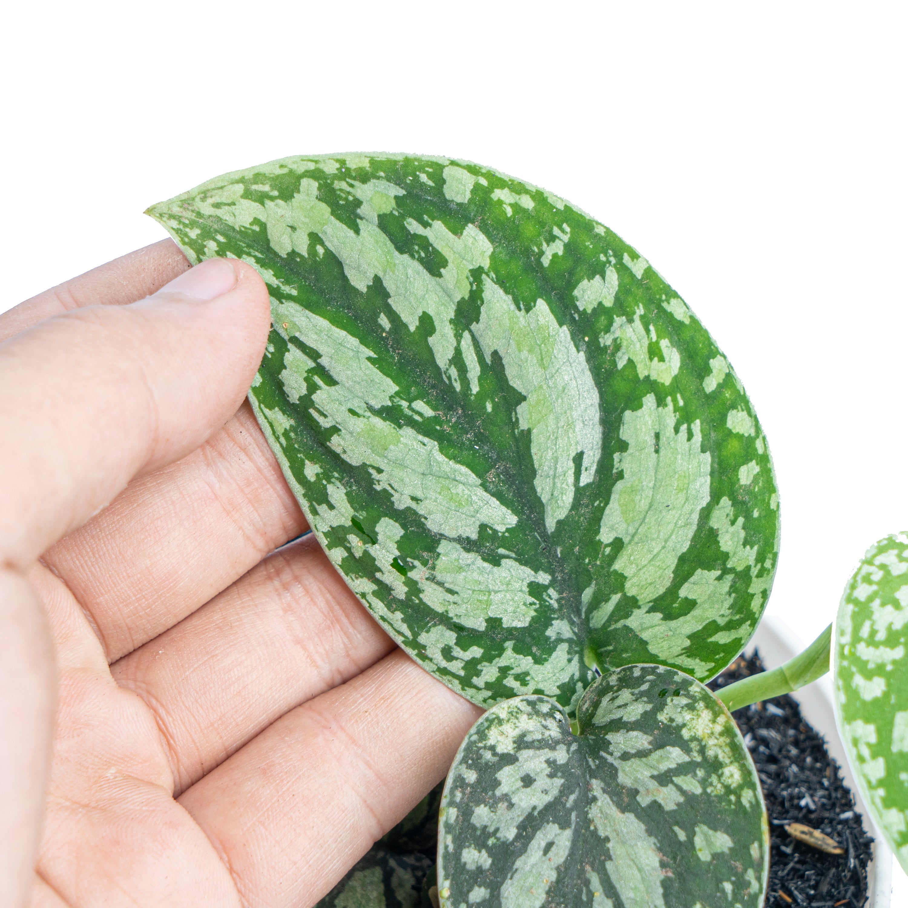 Scindapsus Three Color - Aroidmarket