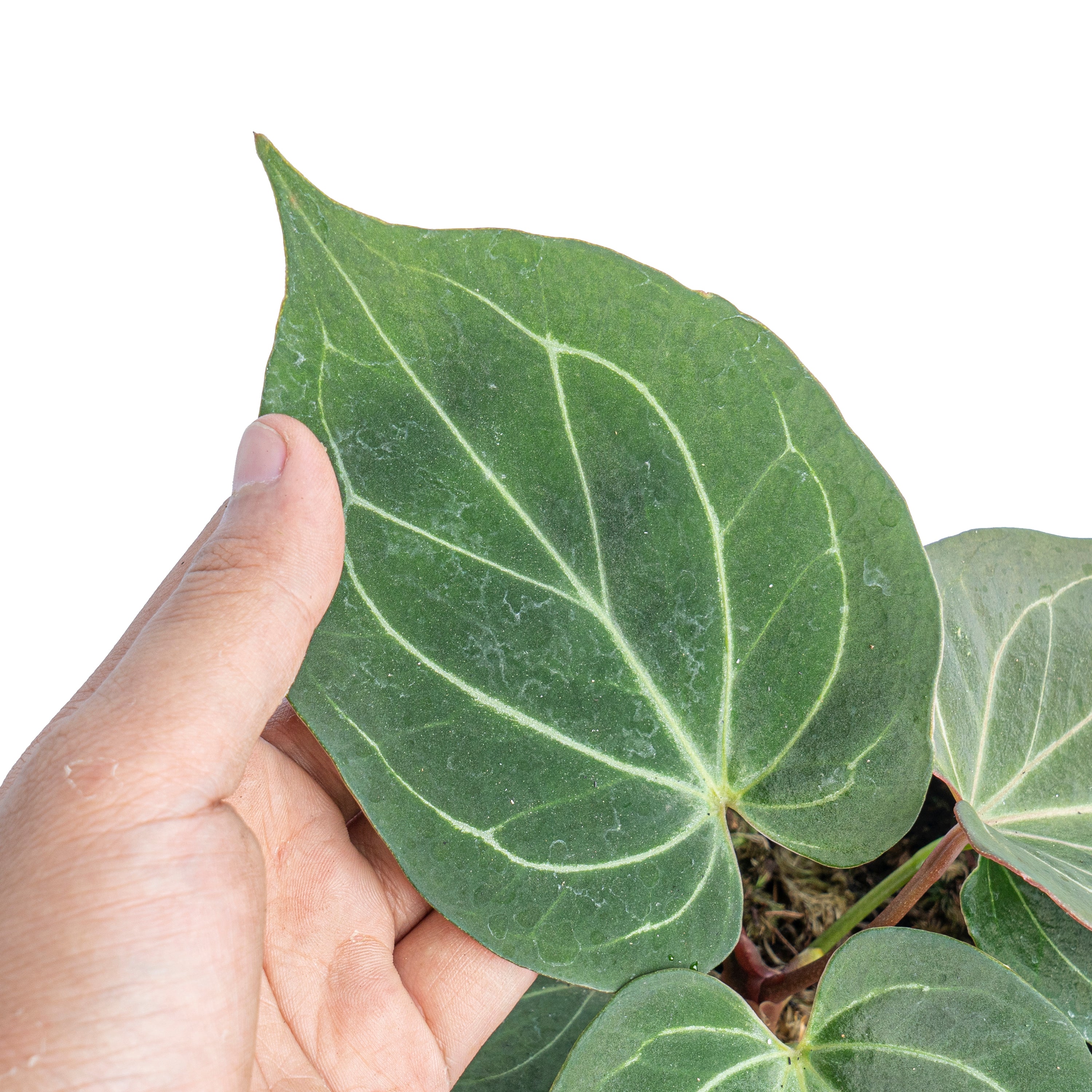 Anthurium King of spades - Aroidmarket