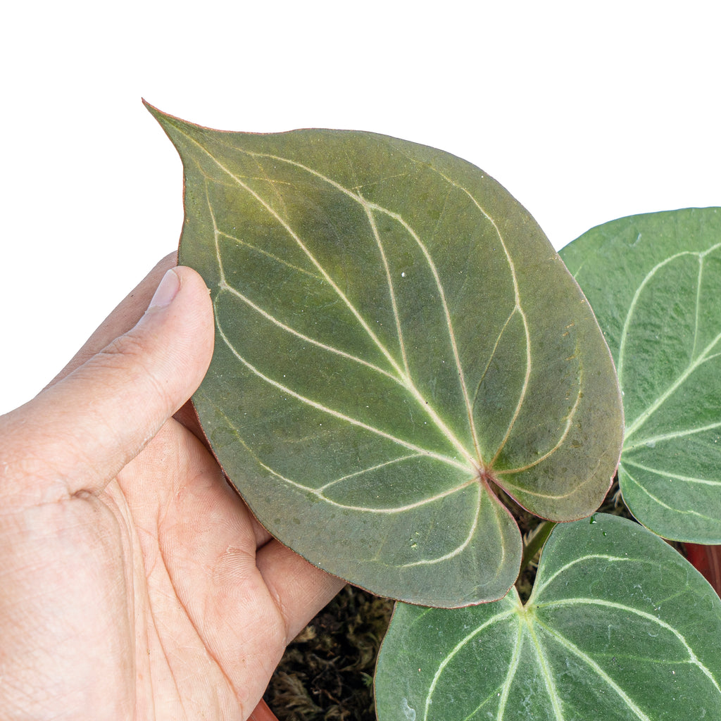 日本謹製 Anthurium king of spades アンスリウム - 観葉植物