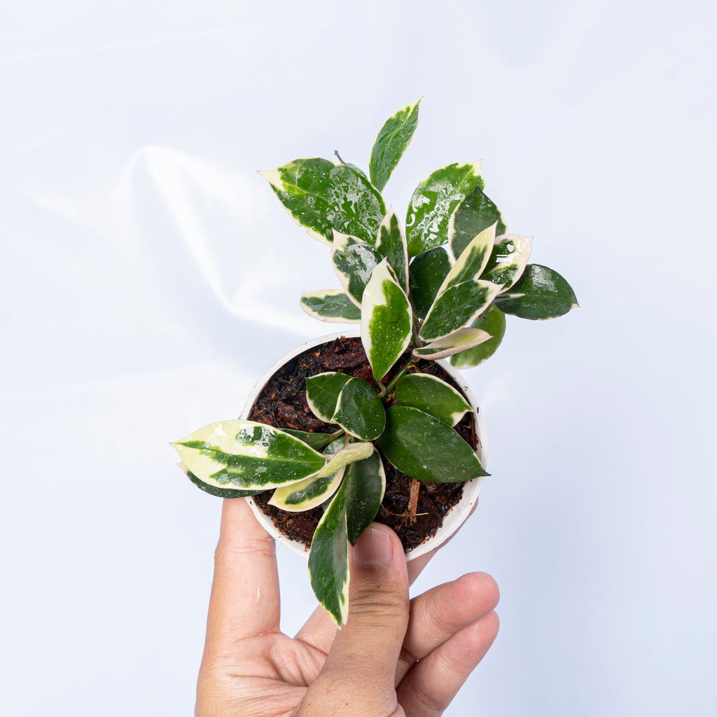 Hoya Lacunosa Asami Wonosobo – Aroid Market