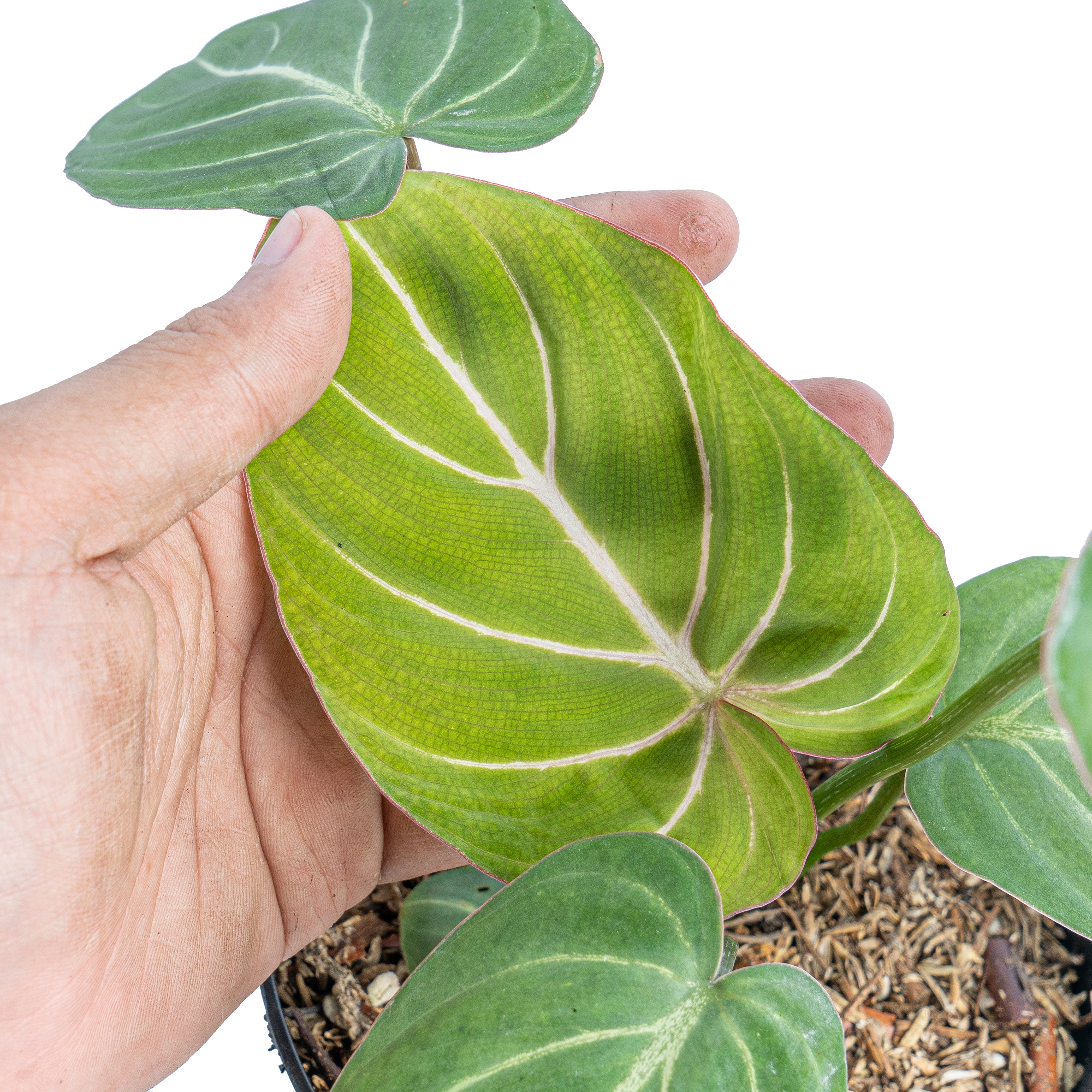 Philodendron gloriosum white veins