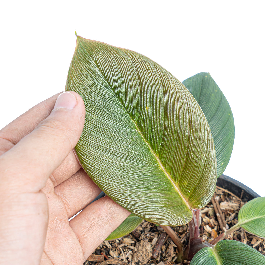 Homalomena red thrick Sp Sumatra – Aroid Market