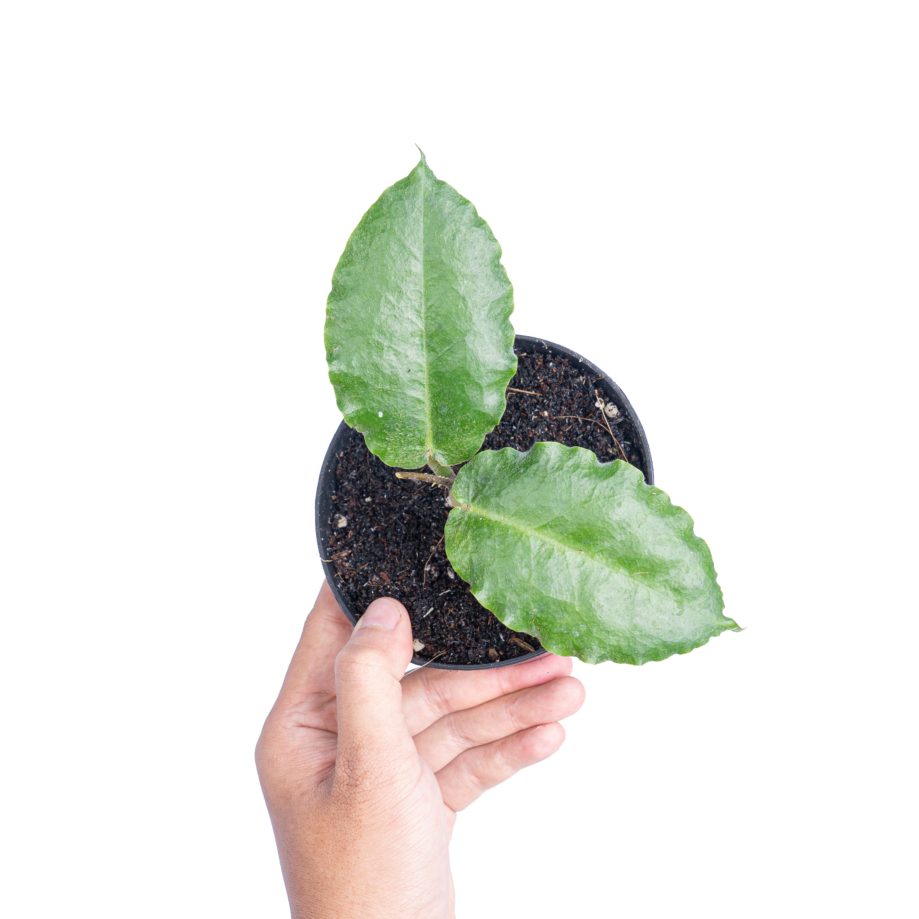 Hoya verstegii - Aroidmarket