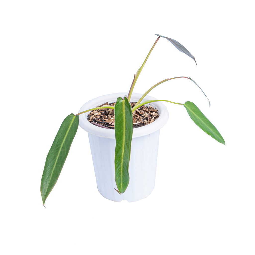 Philodendron spiritus sancti – Aroid Market