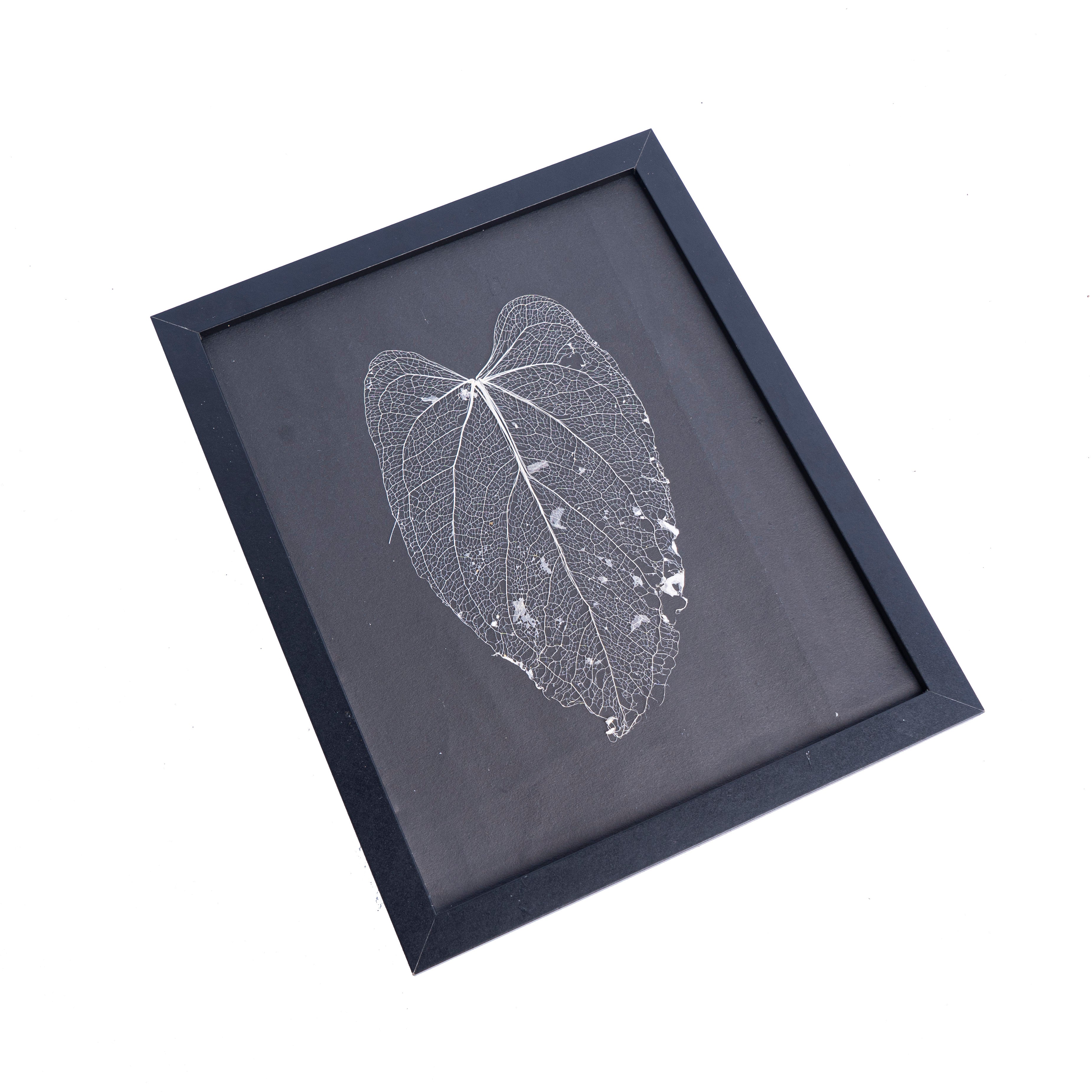 Leaf skeleton - (Anthurium papillilaminum) - Aroidmarket