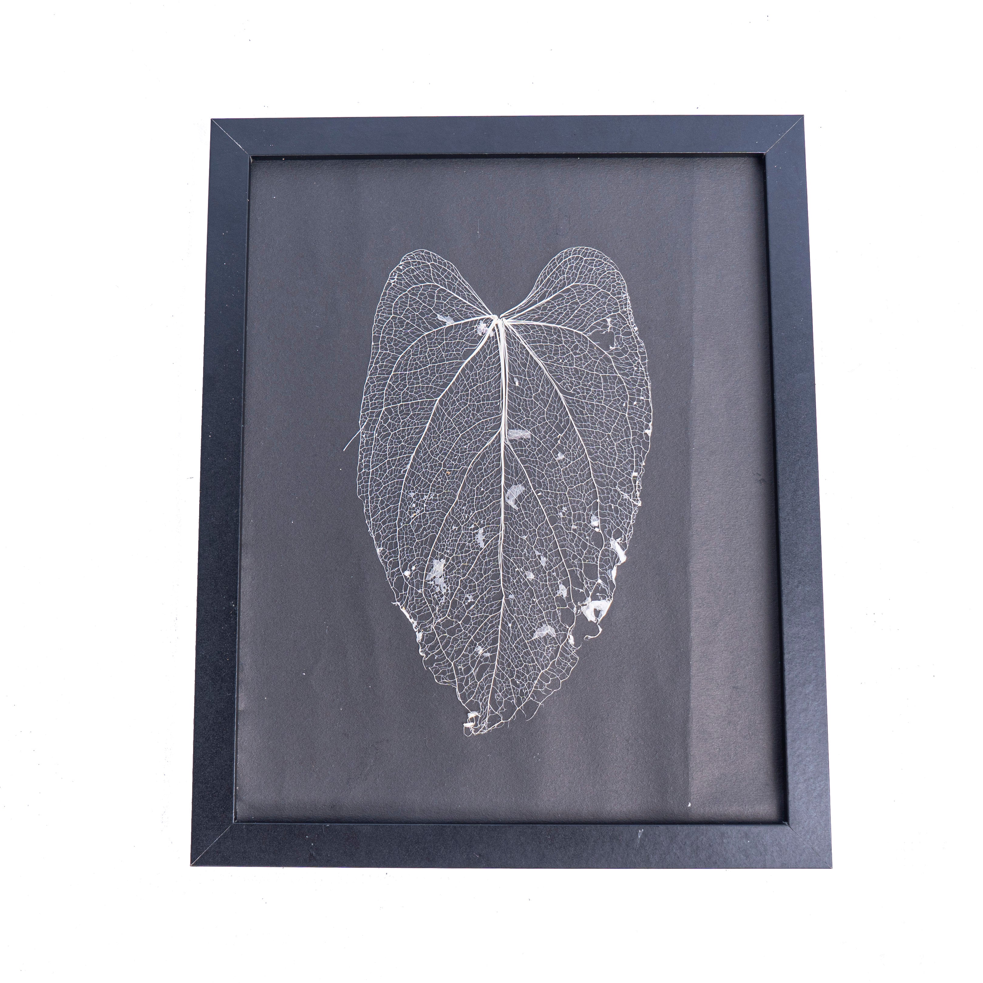 Leaf skeleton - (Anthurium papillilaminum) - Aroidmarket
